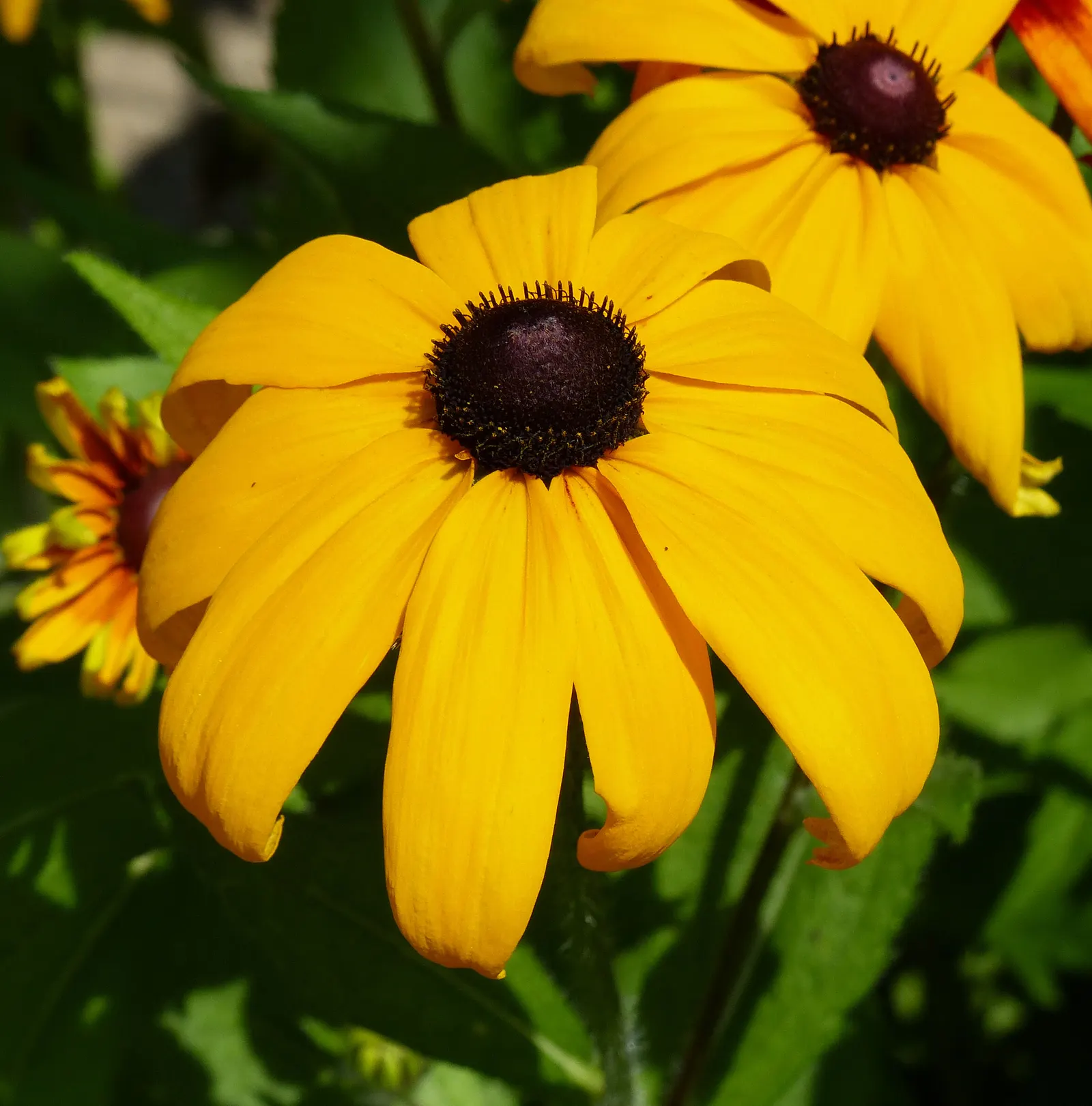 Gloriosa Daisy (Rudbeckia Fulgida) — The plant reaches a mature height of about 18 to 30 inches with a spread of 12 to 24 inches; providing not, image 54