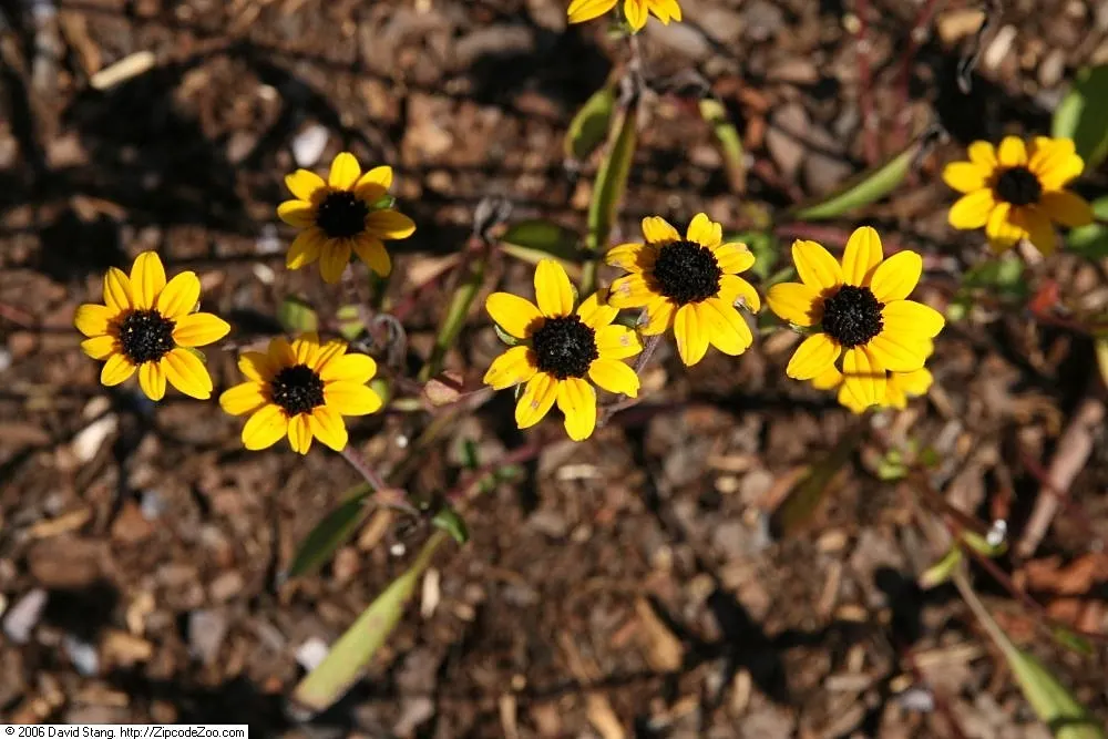 Gloriosa Daisy (Rudbeckia Fulgida) — yellow flowers in the garden; prefers well-drained soils with regular moisture, image 103