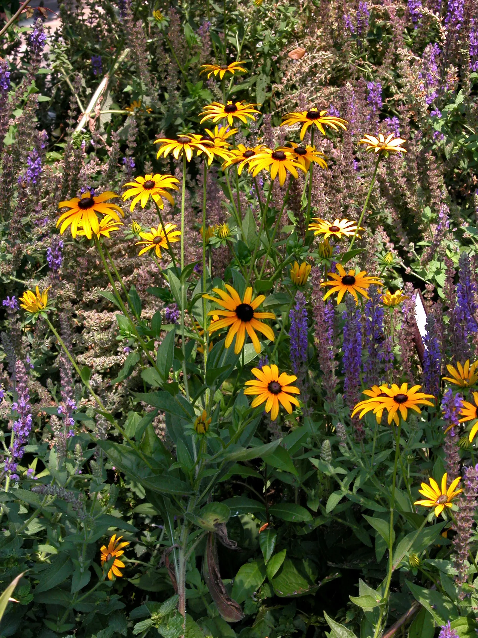 Gloriosa Daisy (Rudbeckia Fulgida) — The Gloriosa Daisy, Rudbeckia fulgida, enhances gardens with vibrant gold petals and dark brown centers, image 64