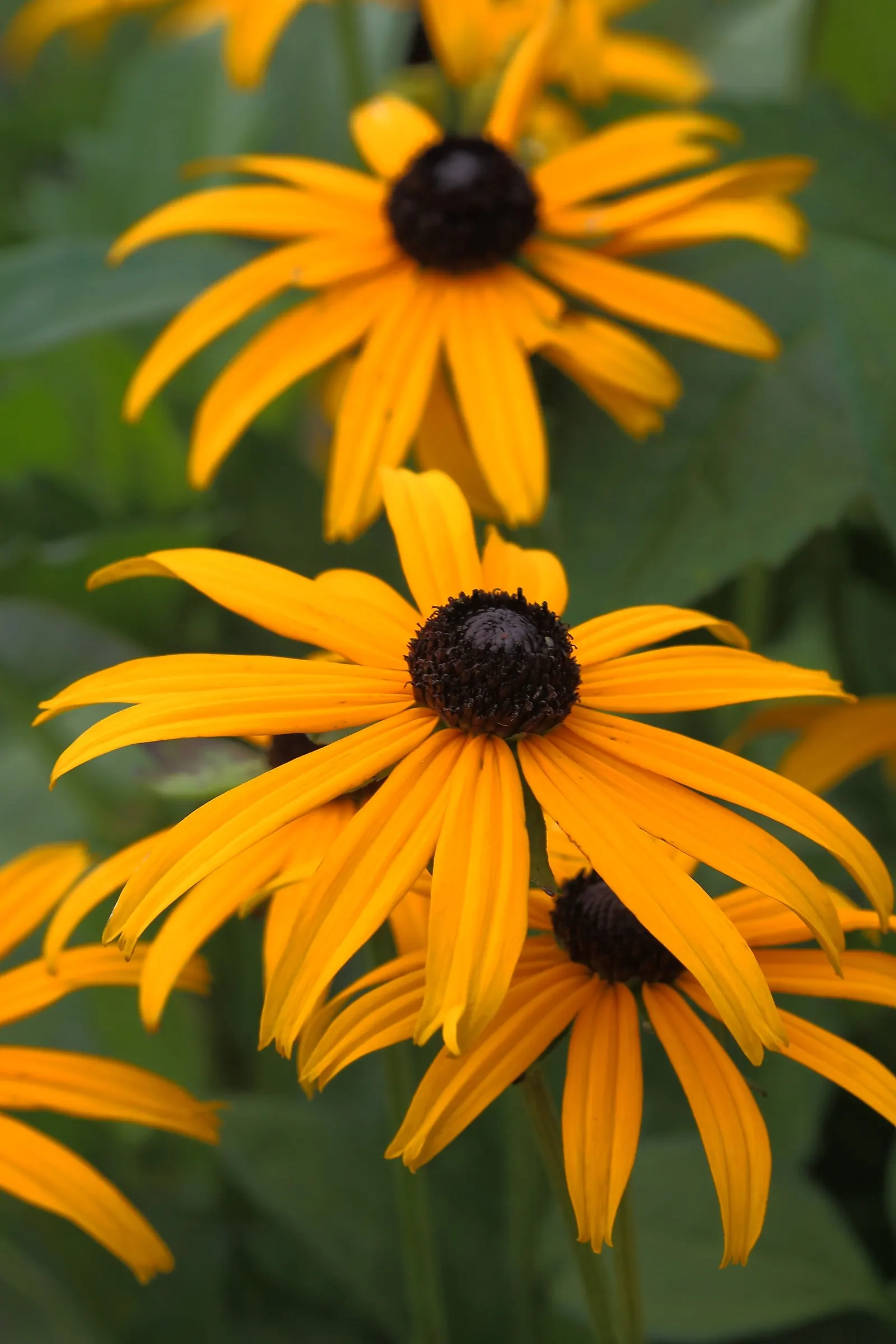 Gloriosa Daisy (Rudbeckia Fulgida) — or as a backdrop in cottage gardens.<br><br>Drought-resistant once established; the Gloriosa Daisy thrives in full