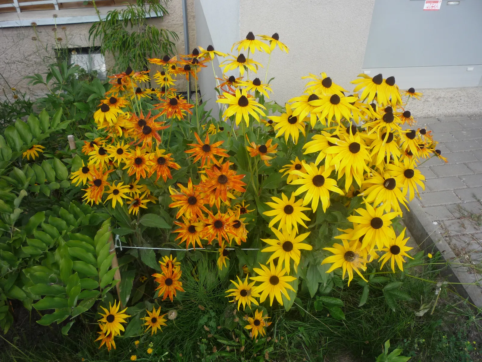 Gloriosa Daisy (Rudbeckia Fulgida) — This hardy plant is characterized by its bold; providing not just aesthetic pleasure but also supporting local, image 93