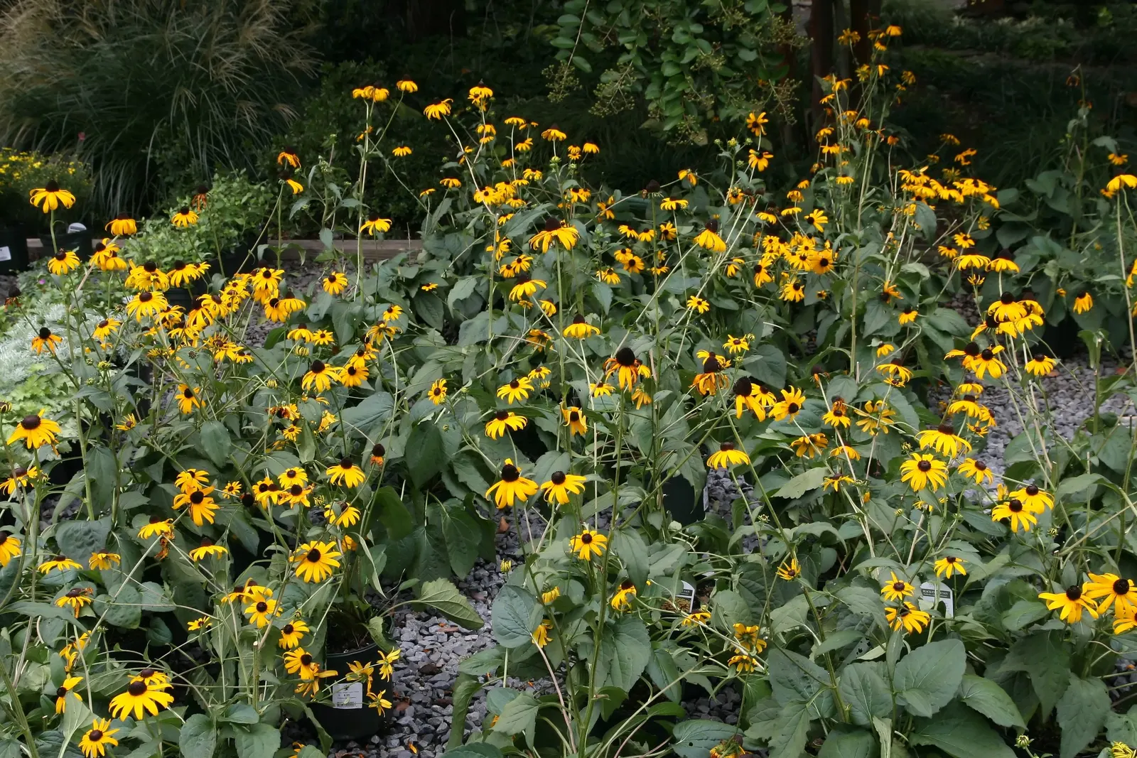 Gloriosa Daisy (Rudbeckia Fulgida) — yellow flowers in the garden; prefers well-drained soils with regular moisture
