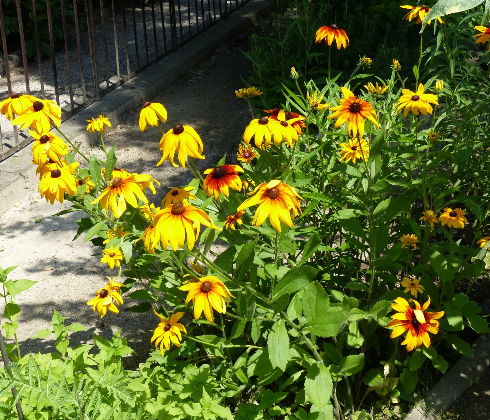 Gloriosa Daisy (Rudbeckia Fulgida) — yellow flowers in the garden; prefers well-drained soils with regular moisture, image 61