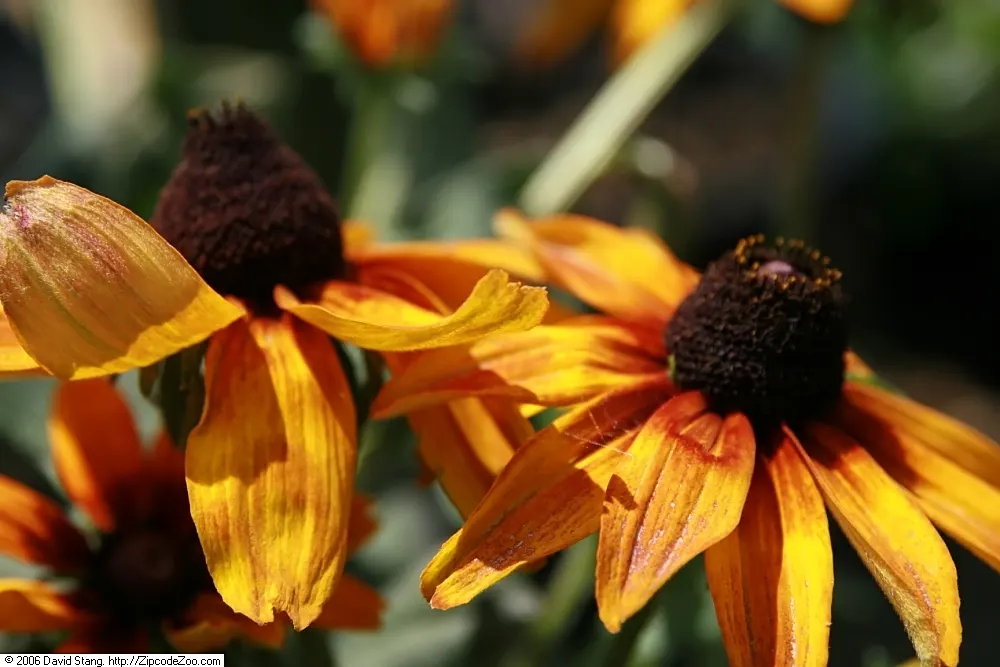 Gloriosa Daisy (Rudbeckia Fulgida) — is a perennial plant renowned for its vibrant and striking appearance; prefers well-drained soils with regular, image 70