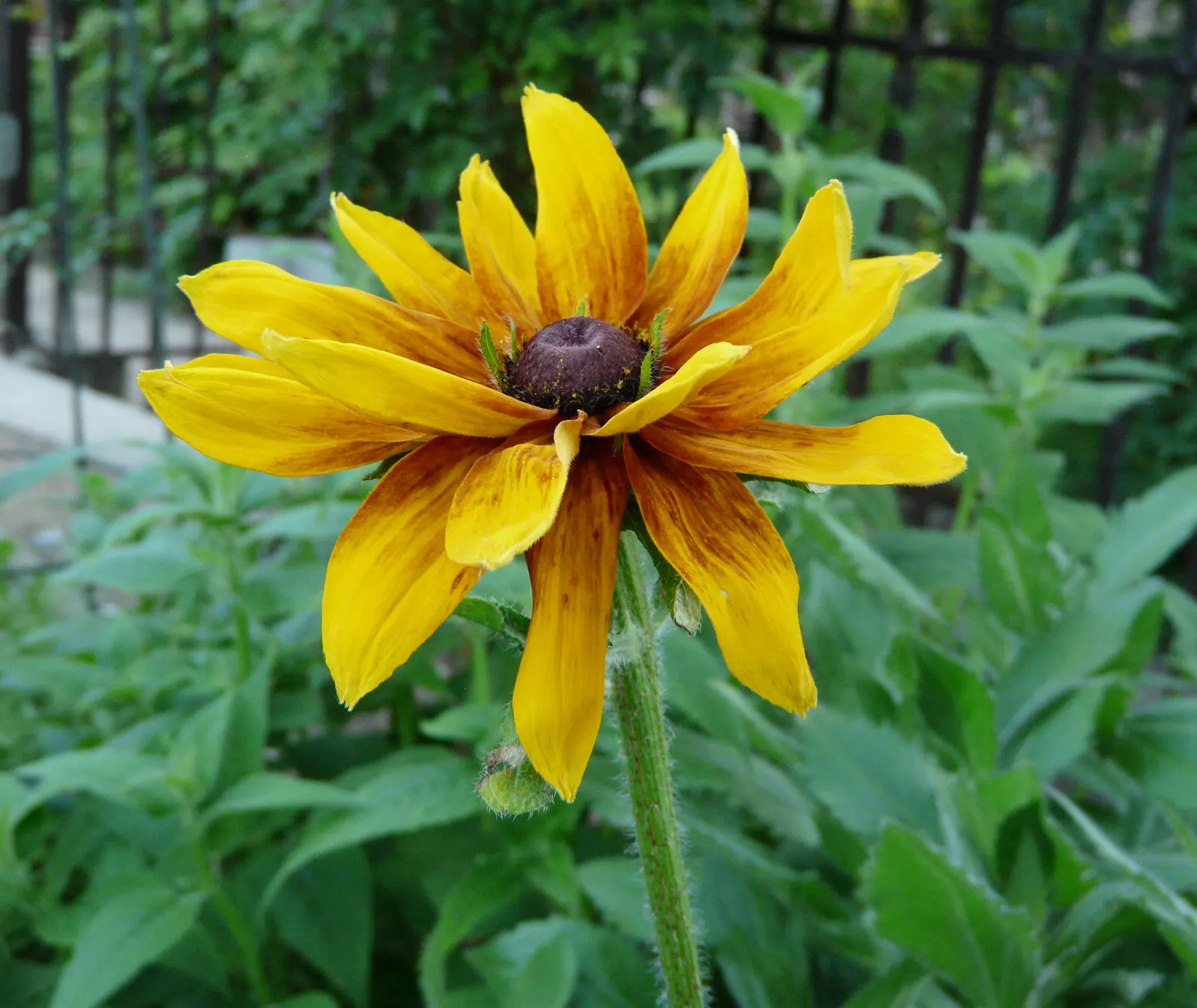 Gloriosa Daisy (Rudbeckia Fulgida) — the Gloriosa Daisy thrives in full sunlight but can tolerate partial shade, image 158
