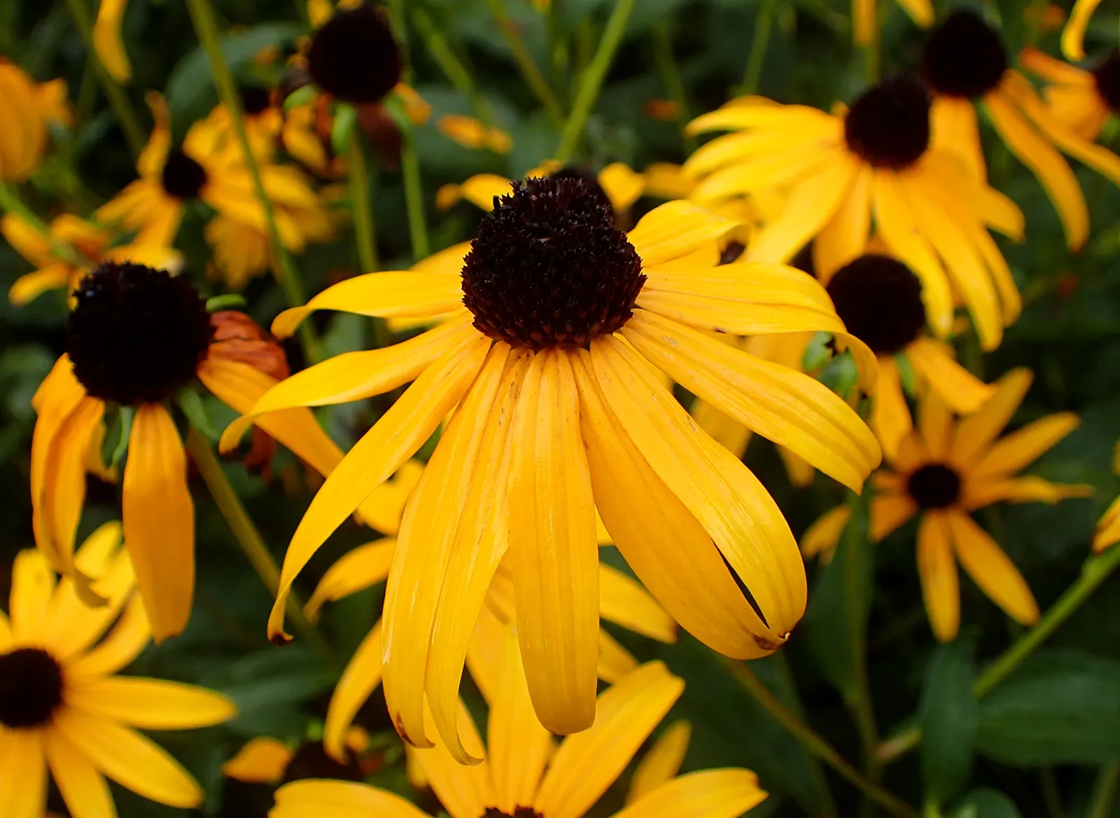 Gloriosa Daisy (Rudbeckia Fulgida) — This perennial thrives in full sun, reaching 2-3 feet in height and spreading up to 1.5 feet; the Gloriosa Daisy thrives