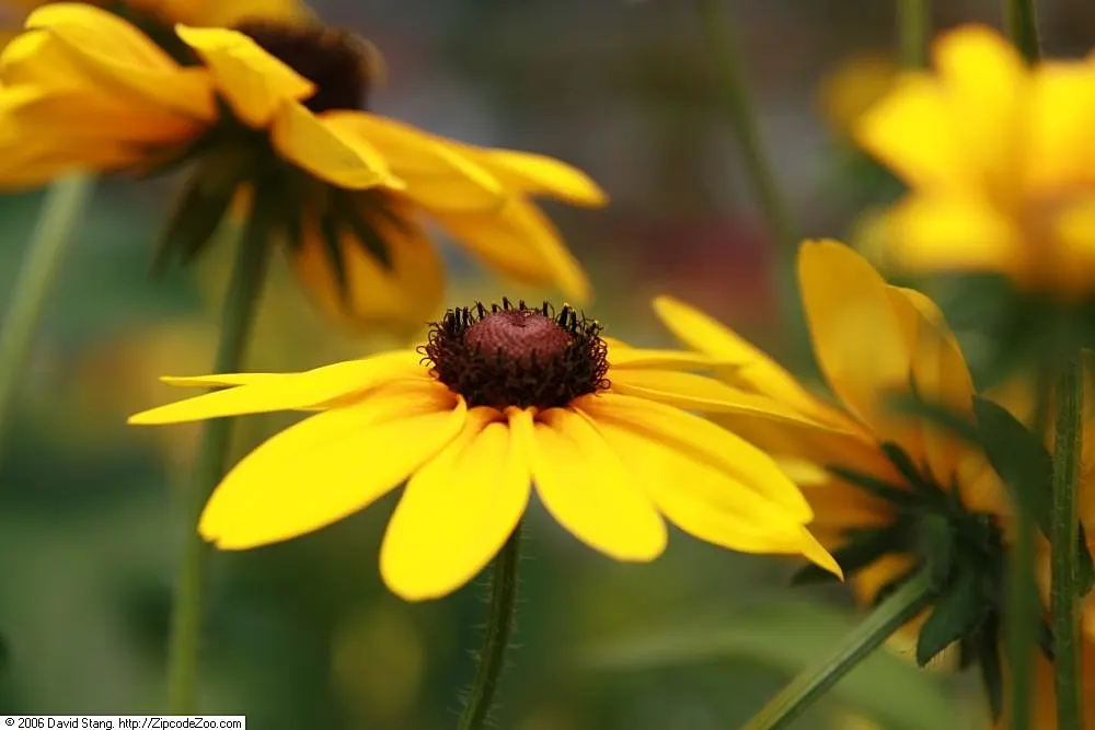 Gloriosa Daisy (Rudbeckia Fulgida) — is a perennial plant renowned for its vibrant and striking appearance; prefers well-drained soils with regular, image 112