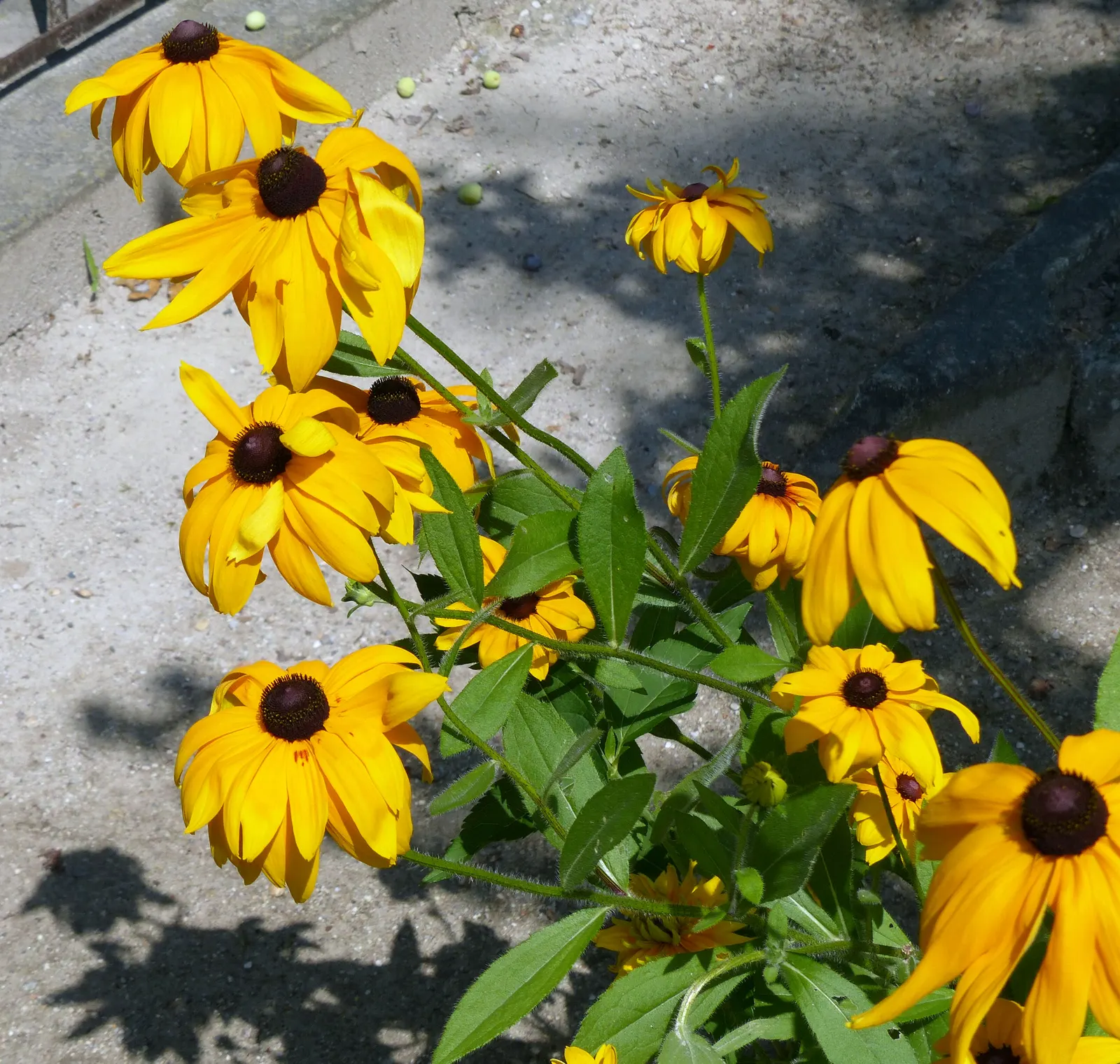 Gloriosa Daisy (Rudbeckia Fulgida) — This hardy plant is characterized by its bold; providing not just aesthetic pleasure but also supporting local, image 51