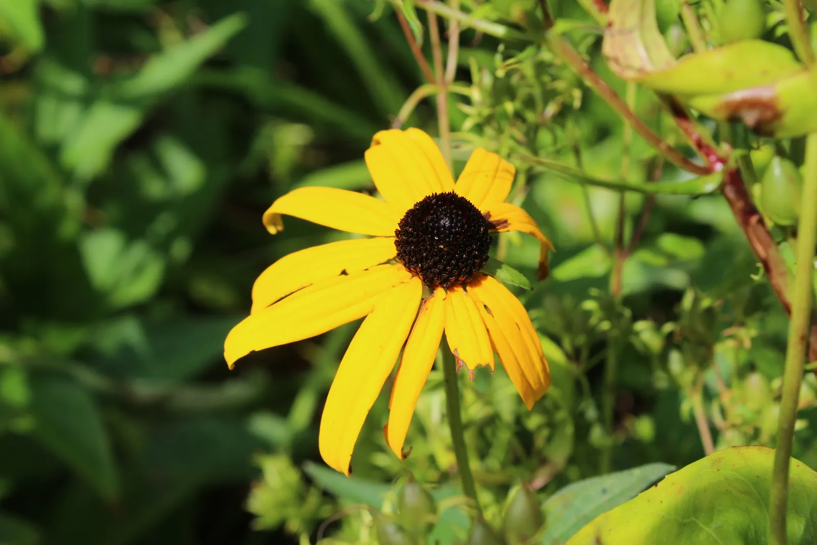 Gloriosa Daisy (Rudbeckia Fulgida) — The plant reaches a mature height of about 18 to 30 inches with a spread of 12 to 24 inches; providing not, image 159