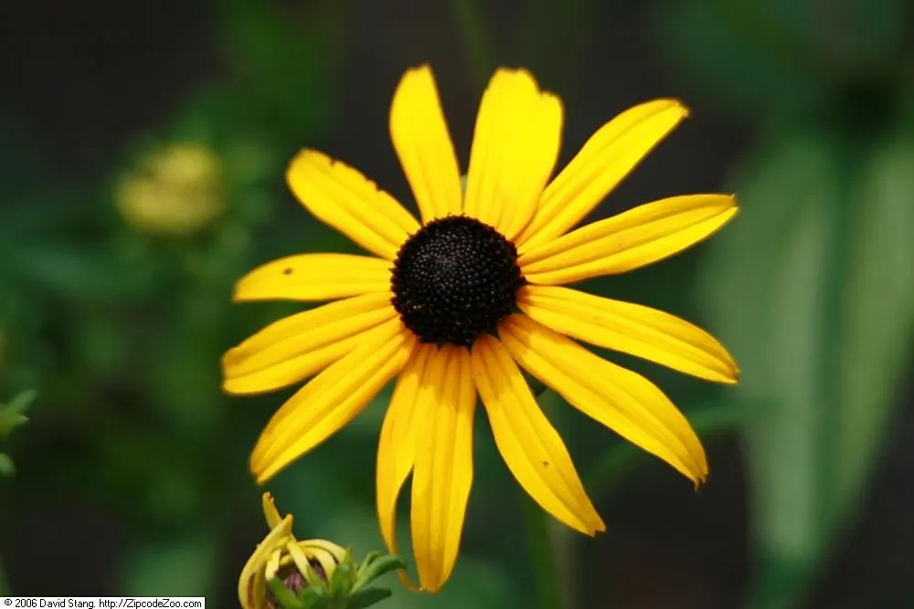 Gloriosa Daisy (Rudbeckia Fulgida) — is a perennial plant renowned for its vibrant and striking appearance; prefers well-drained soils with regular moisture