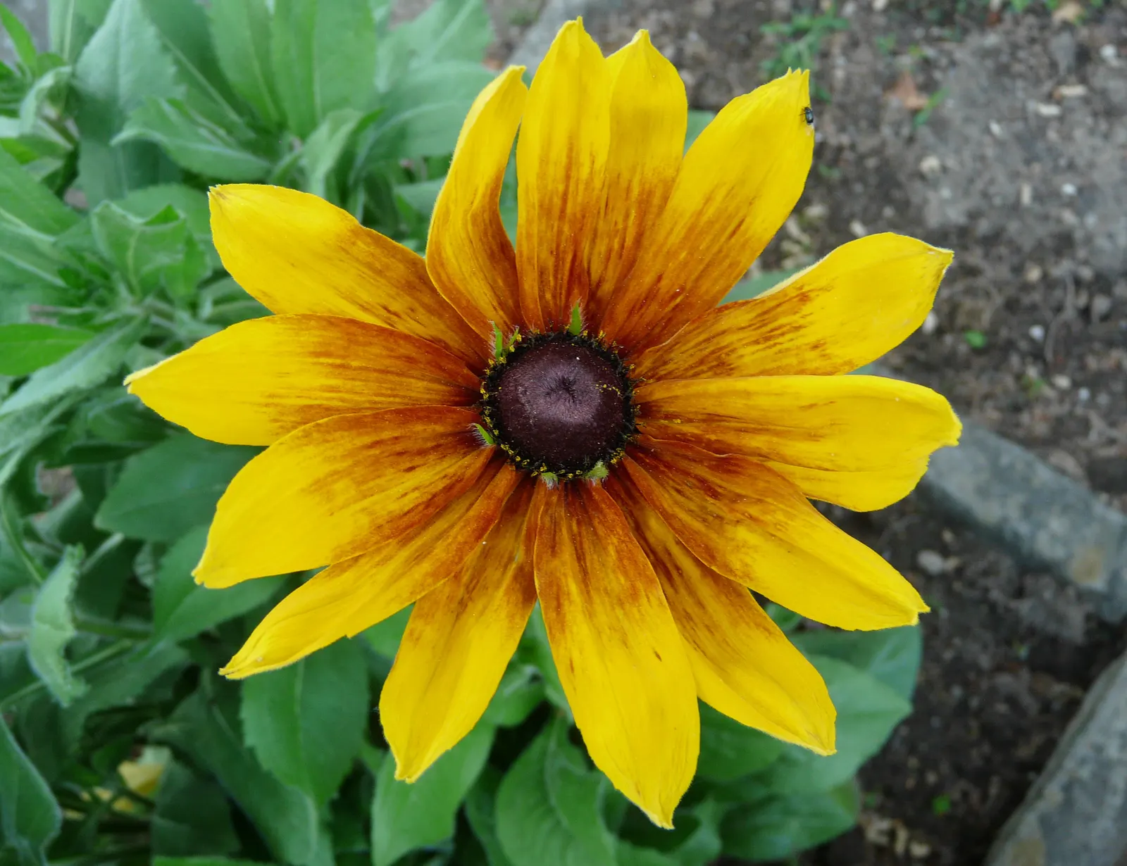Gloriosa Daisy (Rudbeckia Fulgida) — This perennial thrives in full sun, reaching 2-3 feet in height and spreading up to 1.5 feet; the Gloriosa, image 44