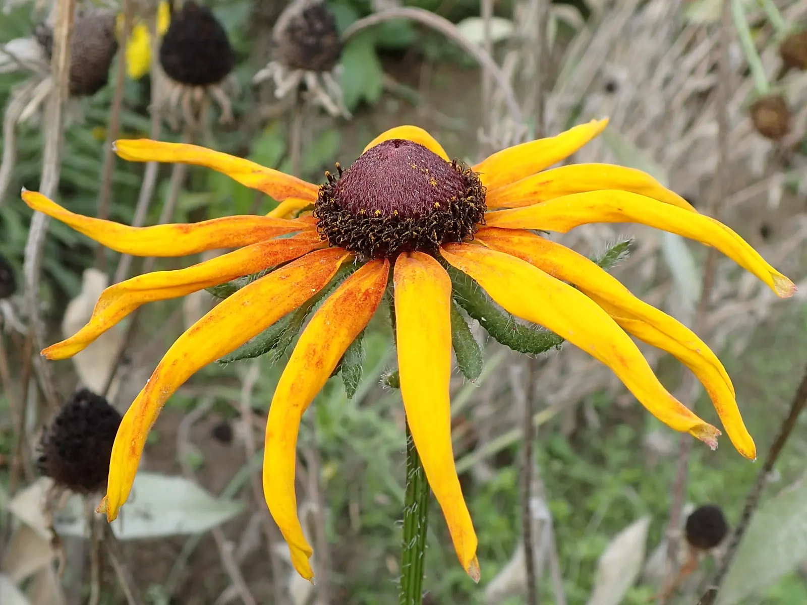 Gloriosa Daisy (Rudbeckia Fulgida) — daisy-like flowers with golden-yellow petals radiating from a dark brown to black central cone; prefers, image 73