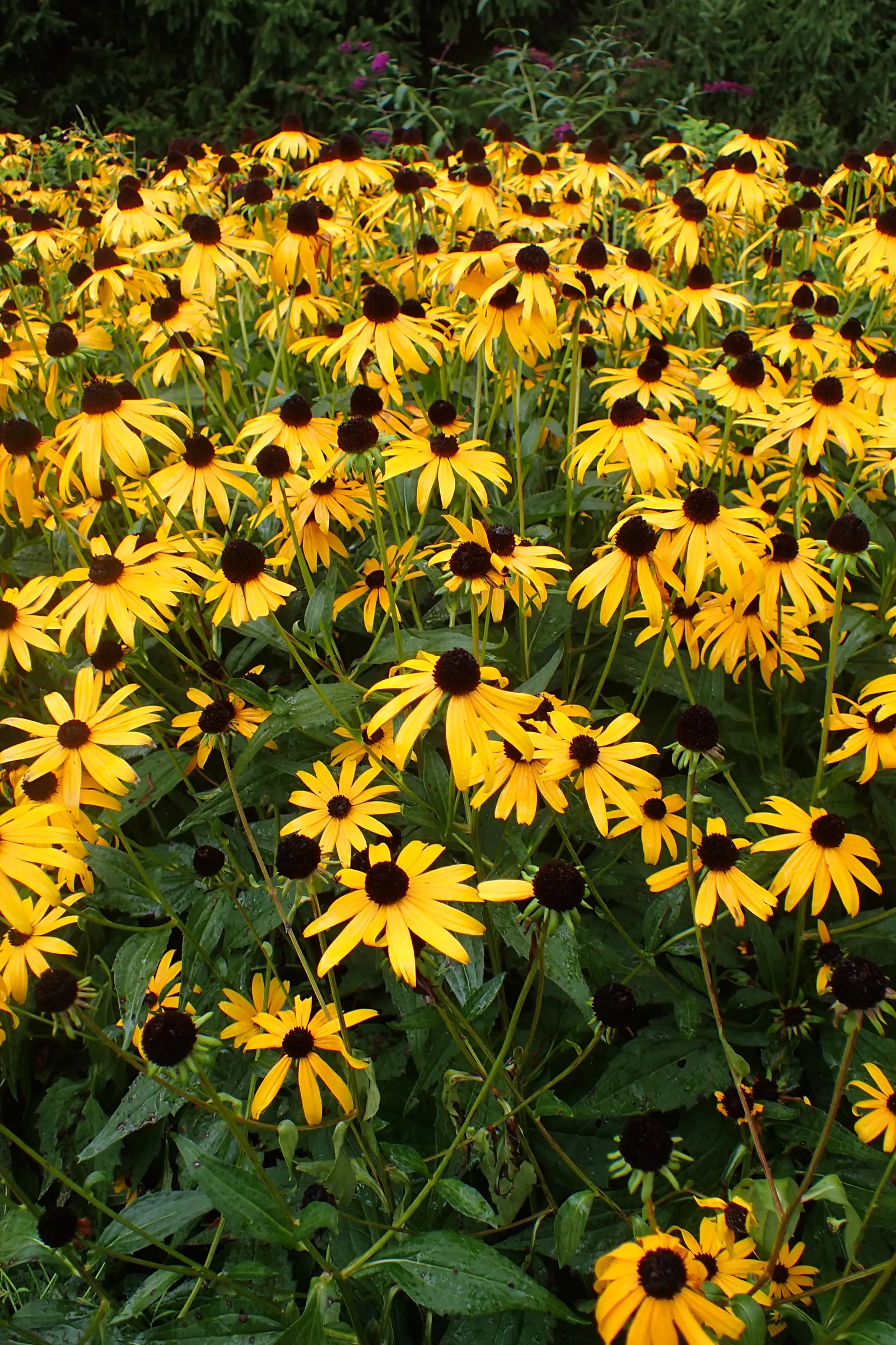 Gloriosa Daisy (Rudbeckia Fulgida) — Prefers well-drained soils with regular moisture, image 25