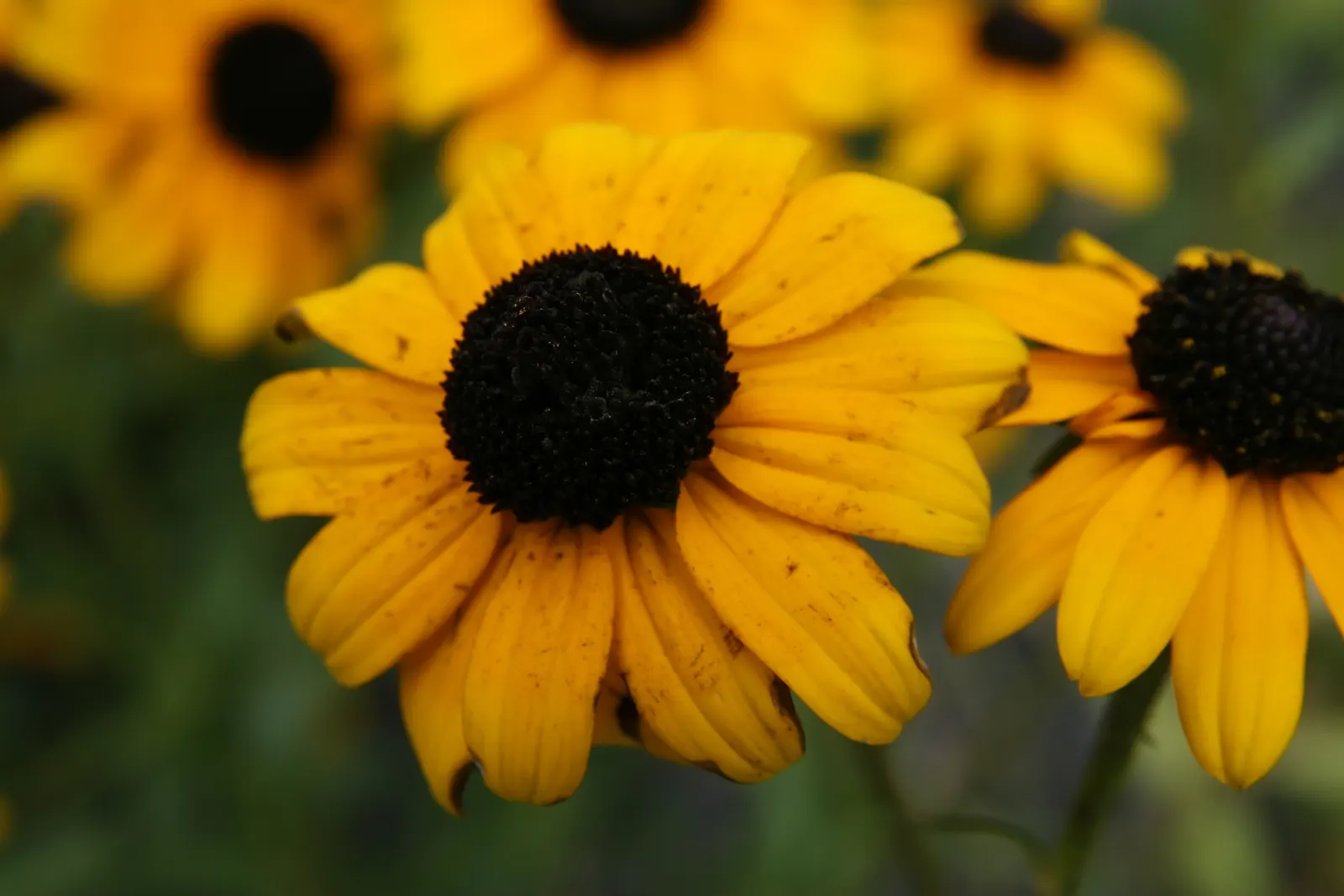 Gloriosa Daisy (Rudbeckia Fulgida) — The plant reaches a mature height of about 18 to 30 inches with a spread of 12 to 24 inches; providing not, image 96