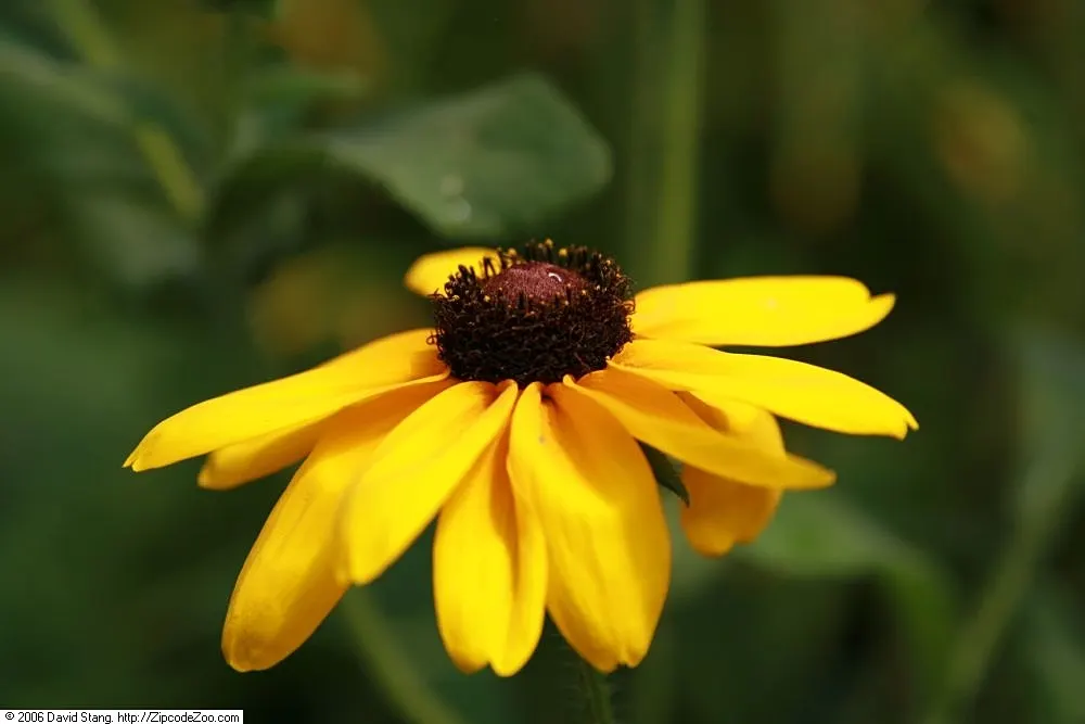 Gloriosa Daisy (Rudbeckia Fulgida) — Drought-tolerant once established; ideal for mass plantings, borders, or as a color accent; the Gloriosa Daisy thrives in