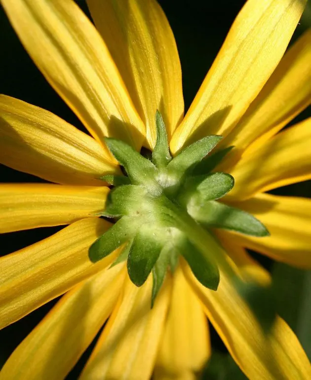 Gloriosa Daisy (Rudbeckia Fulgida) — Drought-tolerant once established; ideal for mass plantings, borders, or as a color accent; the Gloriosa Daisy, image 47