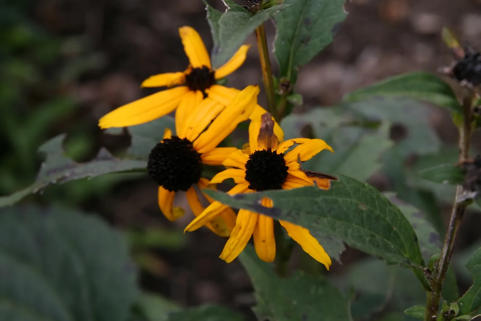 Gloriosa Daisy (Rudbeckia Fulgida) — perennial for full or half; providing not just aesthetic pleasure but also supporting local biodiversity