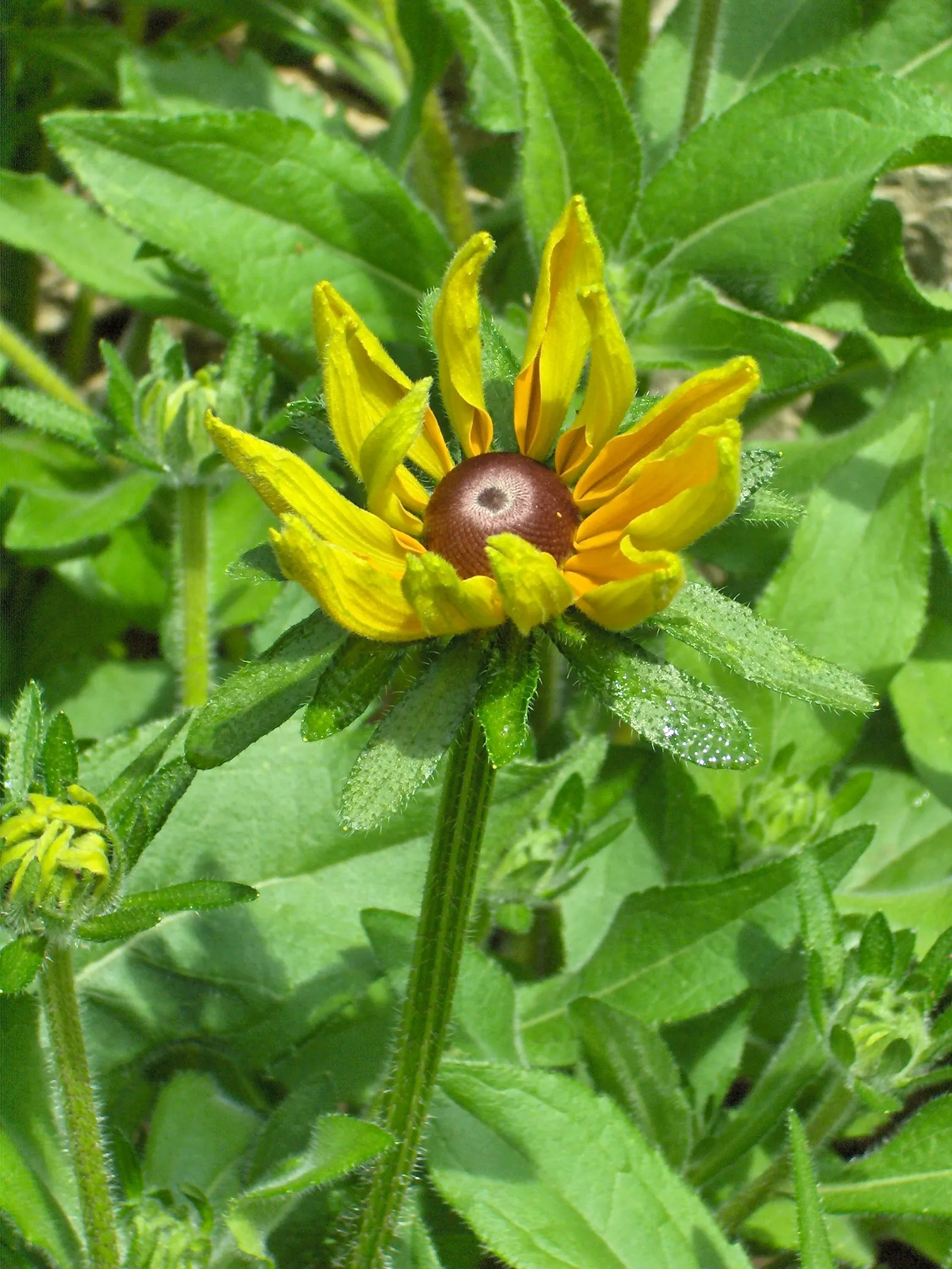 Gloriosa Daisy (Rudbeckia Fulgida) — is a perennial plant renowned for its vibrant and striking appearance; prefers well-drained soils with regular, image 49