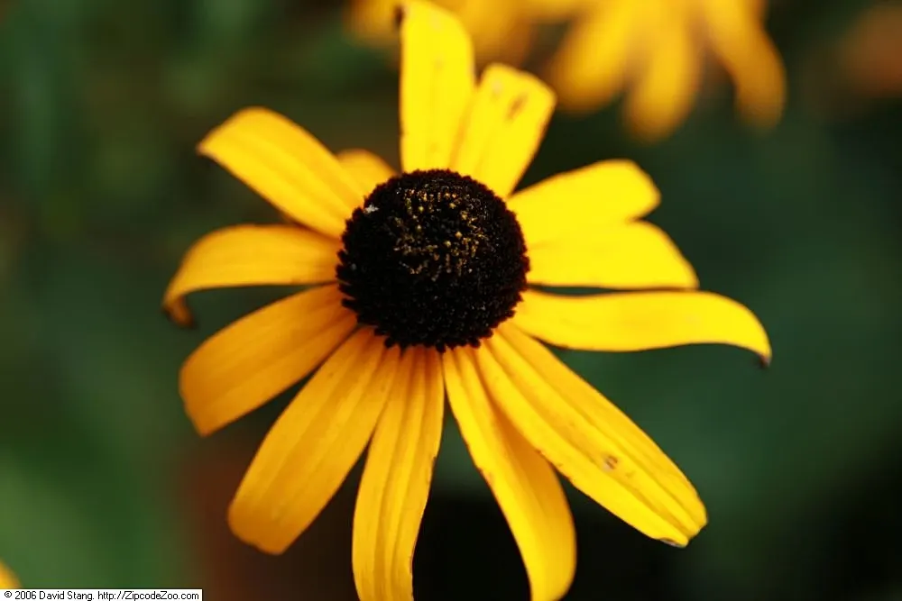 Gloriosa Daisy (Rudbeckia Fulgida) — scientifically known as Rudbeckia fulgida; providing not just aesthetic pleasure but also supporting local biodiversity