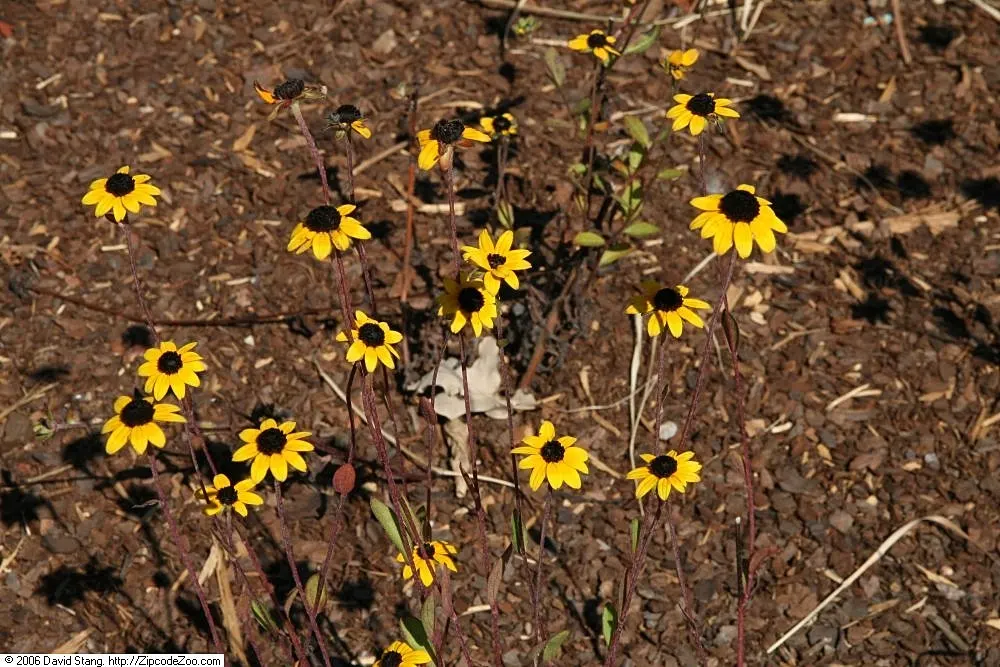Gloriosa Daisy (Rudbeckia Fulgida) — providing not just aesthetic pleasure but also supporting local biodiversity, image 102