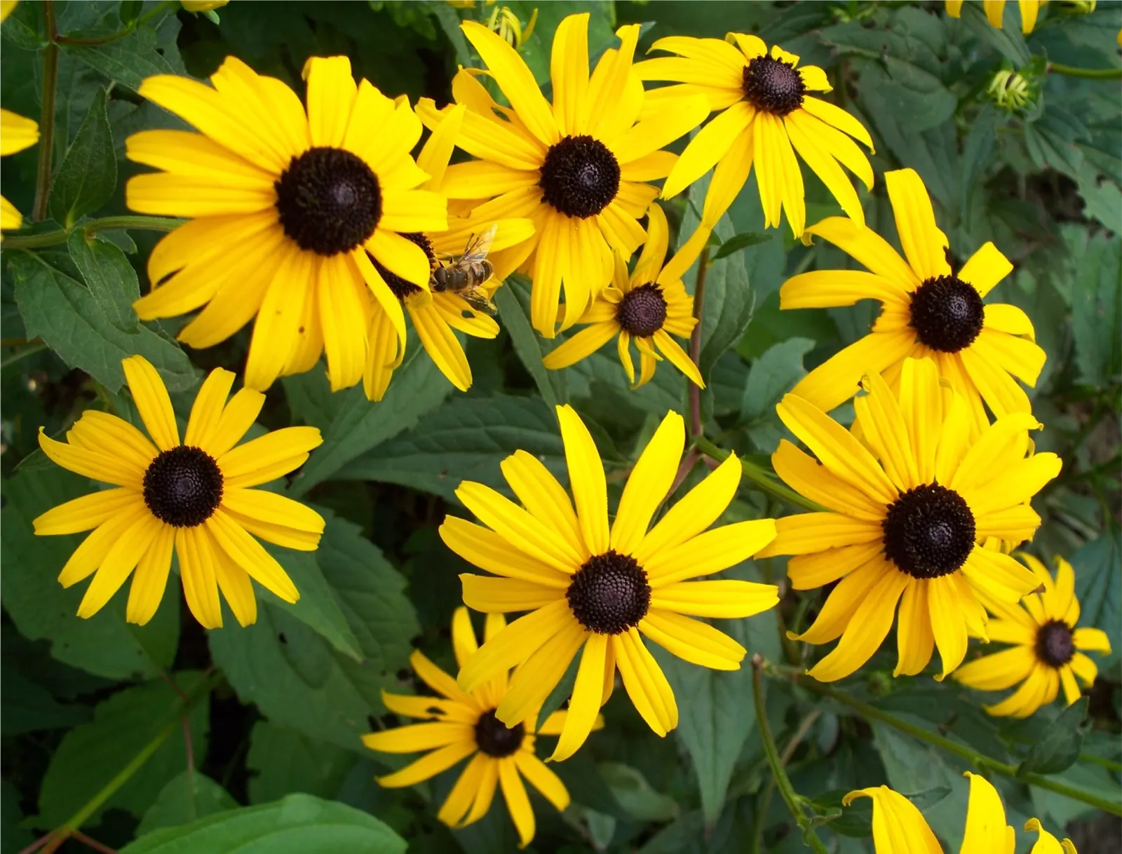 Gloriosa Daisy (Rudbeckia Fulgida) — the Gloriosa Daisy is also a favored choice for its low maintenance requirements; providing not just aesthetic, image 78