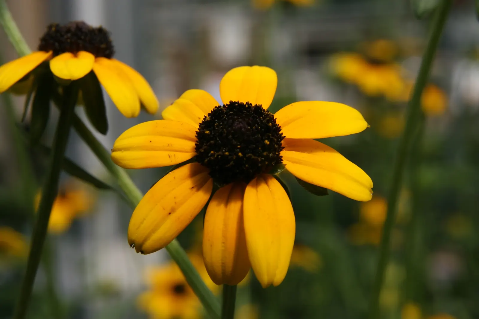 Gloriosa Daisy (Rudbeckia Fulgida) — which lasts from midsummer to early fall; the Gloriosa Daisy thrives in full sunlight but can tolerate partial, image 101