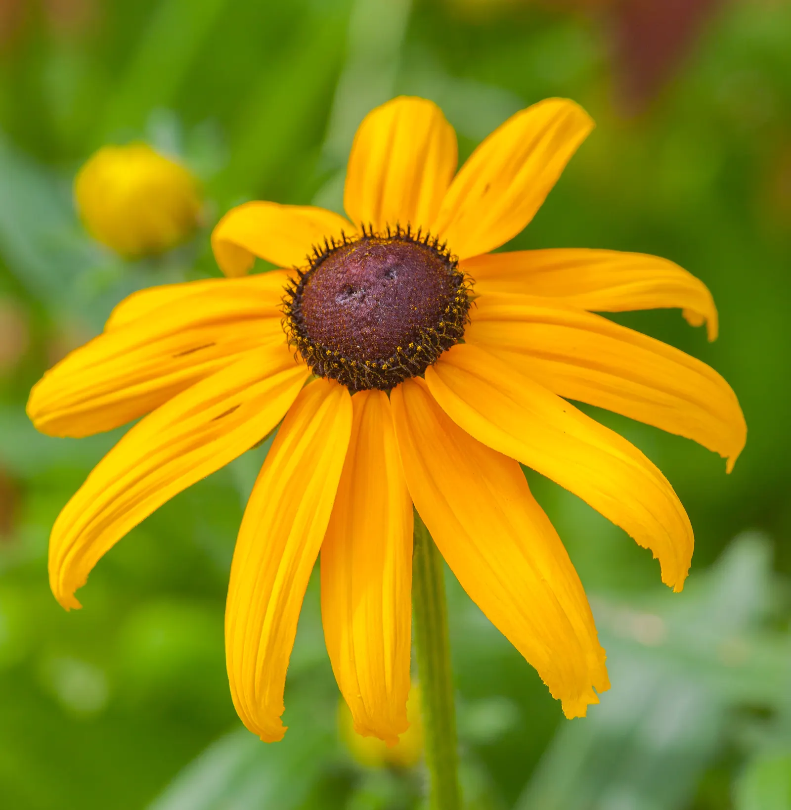 Gloriosa Daisy (Rudbeckia Fulgida) — The plant reaches a mature height of about 18 to 30 inches with a spread of 12 to 24 inches; providing not, image 75