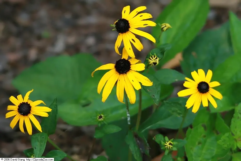 Gloriosa Daisy (Rudbeckia Fulgida) — Prefers well-drained soils with regular moisture, image 46