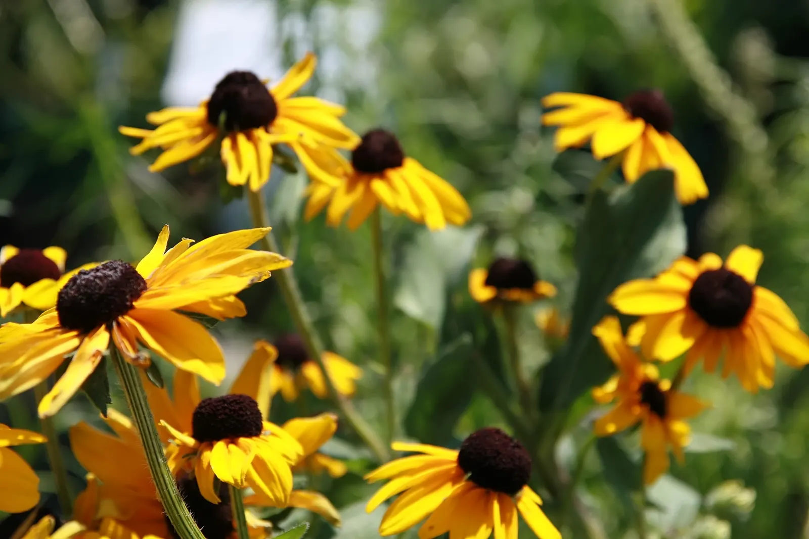 Gloriosa Daisy (Rudbeckia Fulgida) — scientifically known as Rudbeckia fulgida; providing not just aesthetic pleasure but also supporting local, image 69