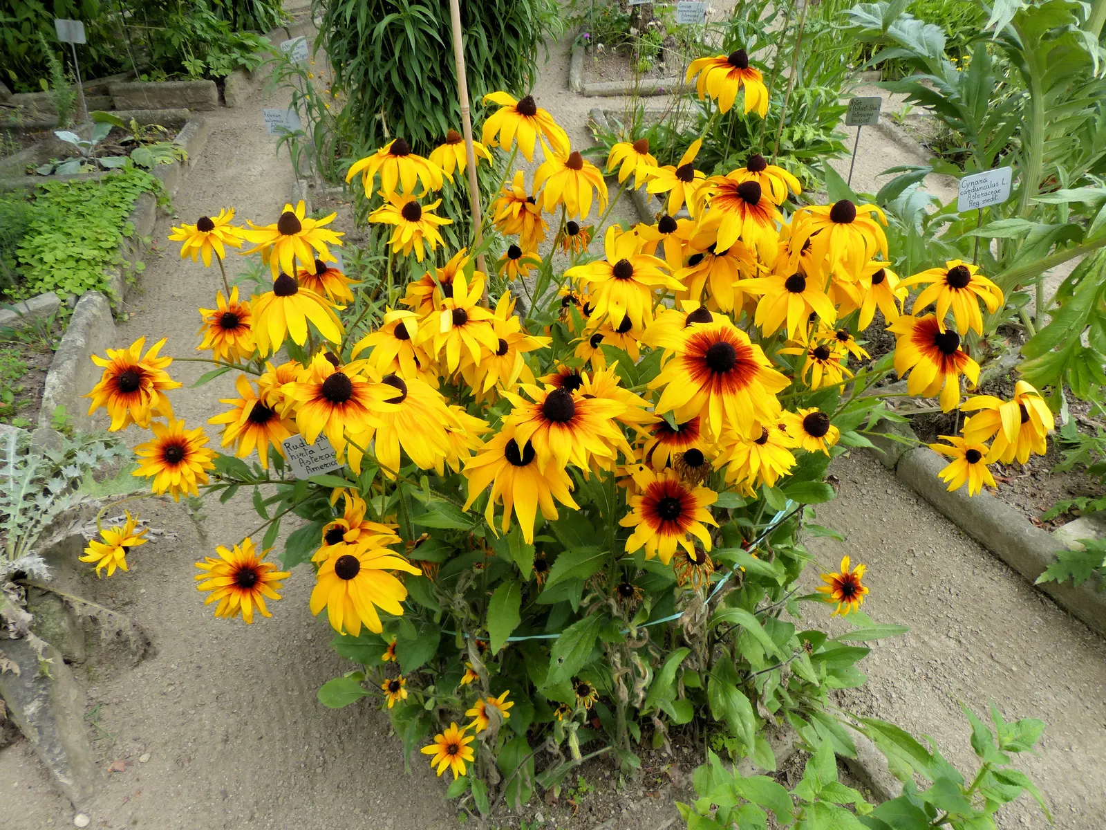 Gloriosa Daisy (Rudbeckia Fulgida) — The plant reaches a mature height of about 18 to 30 inches with a spread of 12 to 24 inches; providing not, image 138
