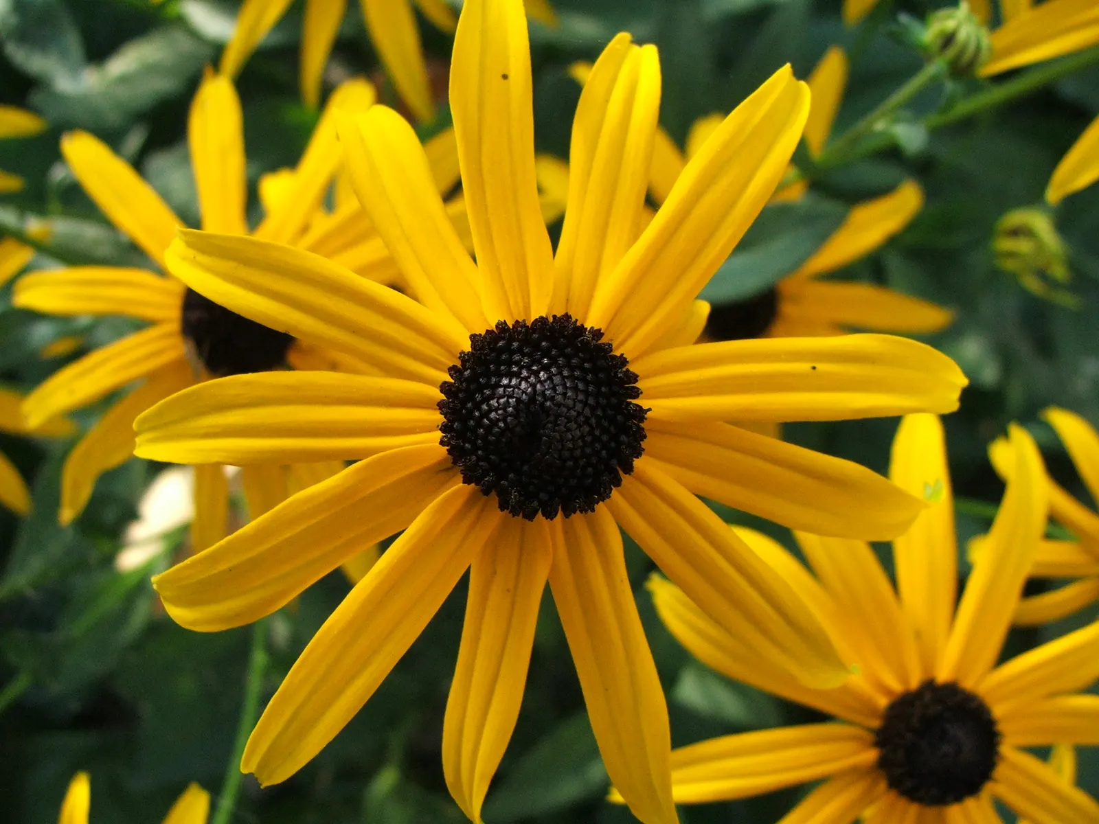 Gloriosa Daisy (Rudbeckia Fulgida) — Regular deadheading of spent flowers can encourage additional blooming and extend the flowering season; prefers, image 79