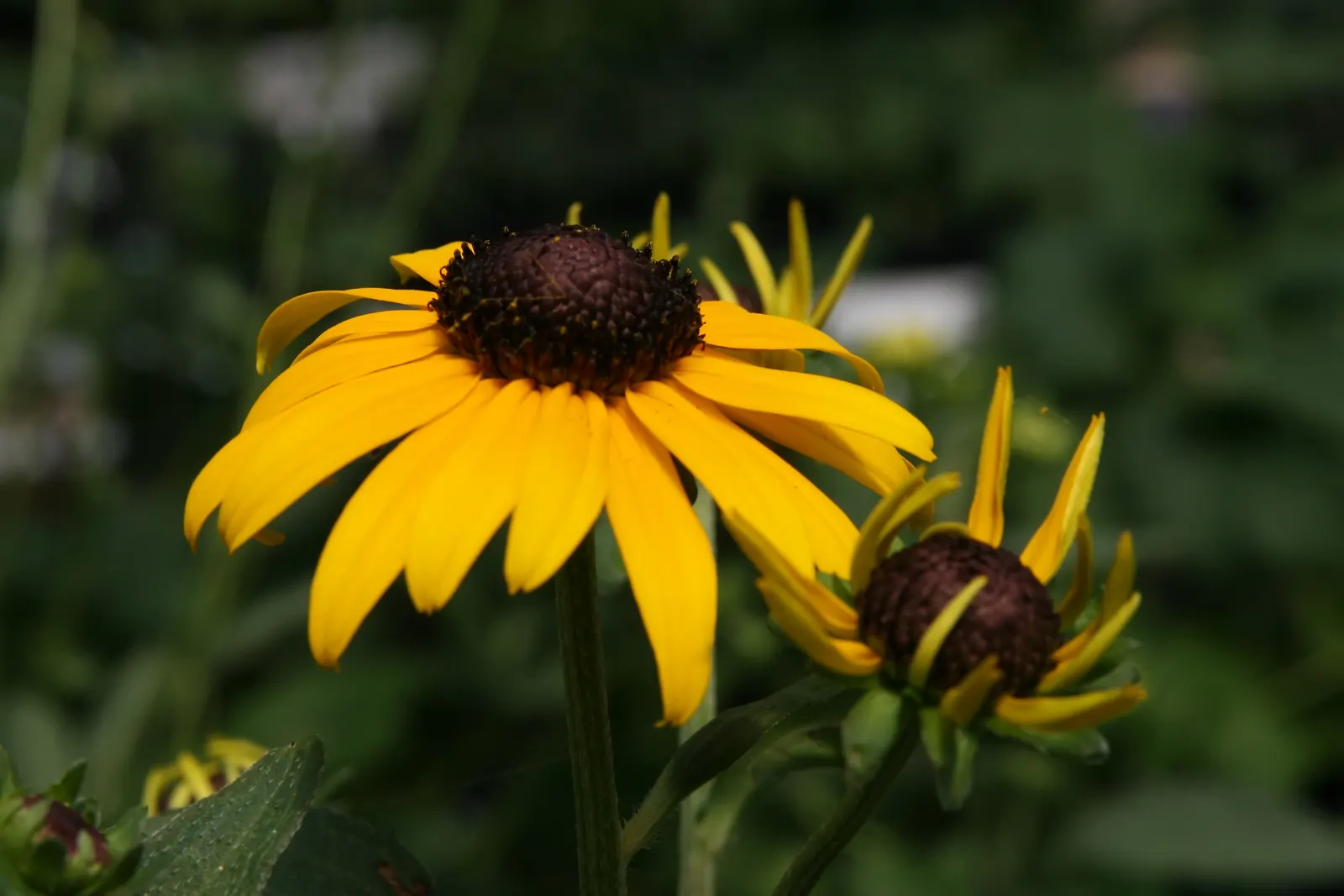 Gloriosa Daisy (Rudbeckia Fulgida) — The Gloriosa Daisy, Rudbeckia fulgida, enhances gardens with vibrant gold petals and dark brown centers, image 43