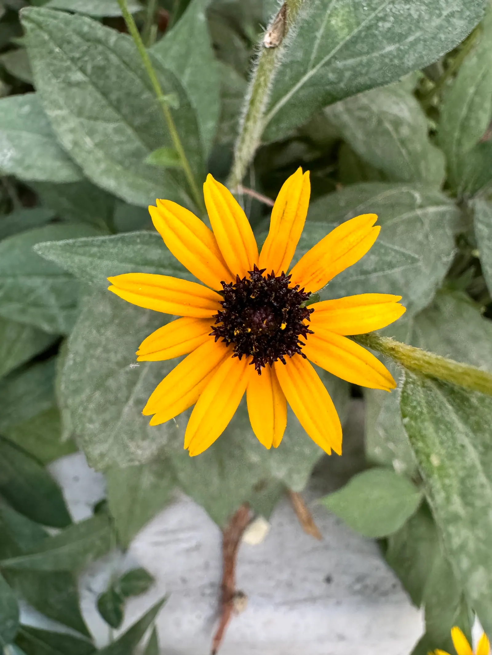 Gloriosa Daisy (Rudbeckia Fulgida) — which lasts from midsummer to early fall; the Gloriosa Daisy thrives in full sunlight but can tolerate partial, image 80