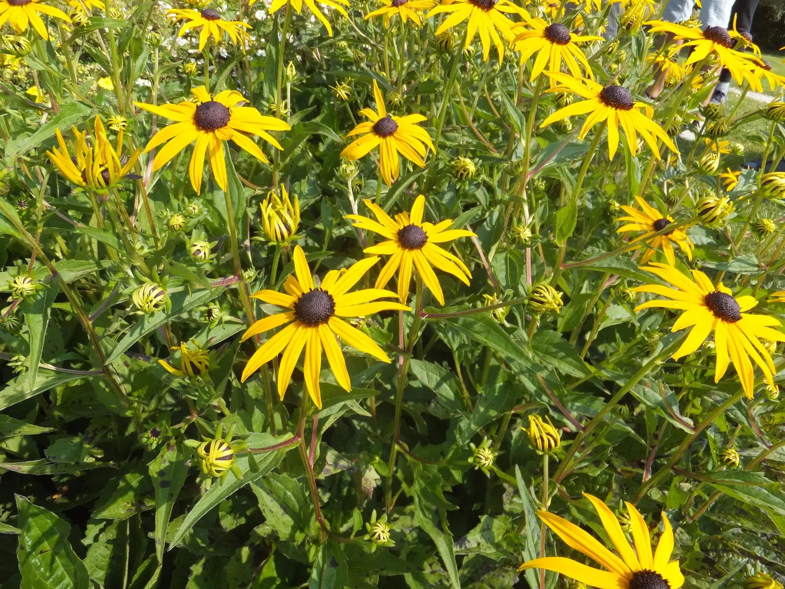 Gloriosa Daisy (Rudbeckia Fulgida) — perennial with yellow blooms; the Gloriosa Daisy thrives in full sunlight but can tolerate partial shade, image 104