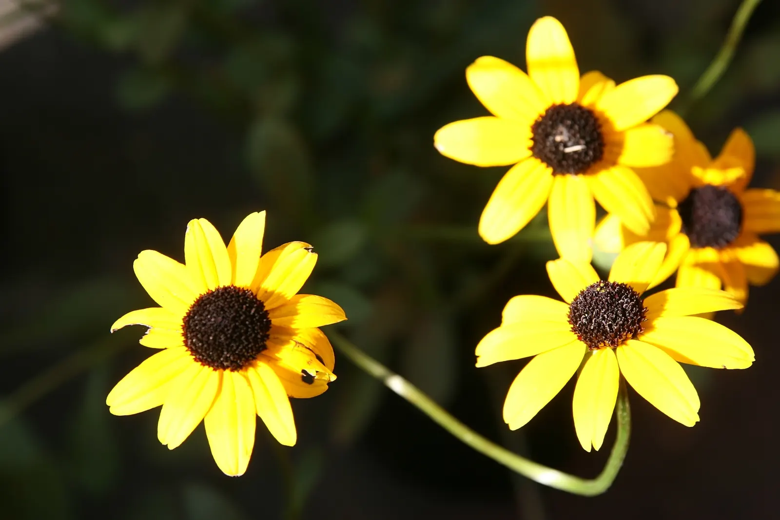 Gloriosa Daisy (Rudbeckia Fulgida) — or as a backdrop in cottage gardens.<br><br>Drought-resistant once established; the Gloriosa Daisy thrives in, image 98