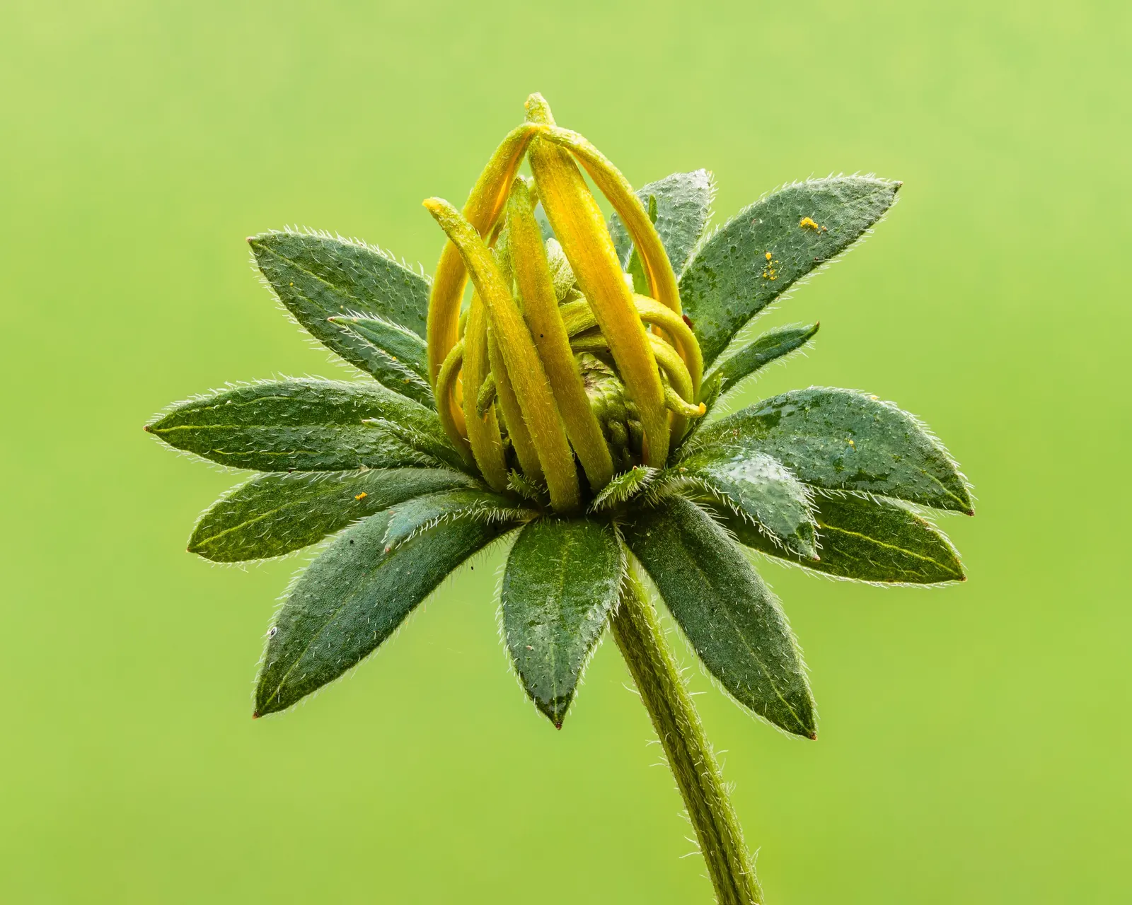 Gloriosa Daisy (Rudbeckia Fulgida) — making it a popular choice for gardeners seeking to infuse their landscapes with vivid color; the Gloriosa, image 155