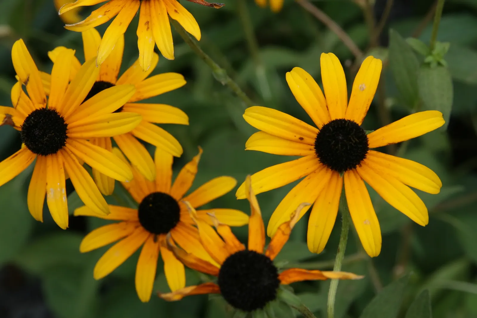 Gloriosa Daisy (Rudbeckia Fulgida) — providing not just aesthetic pleasure but also supporting local biodiversity, image 39