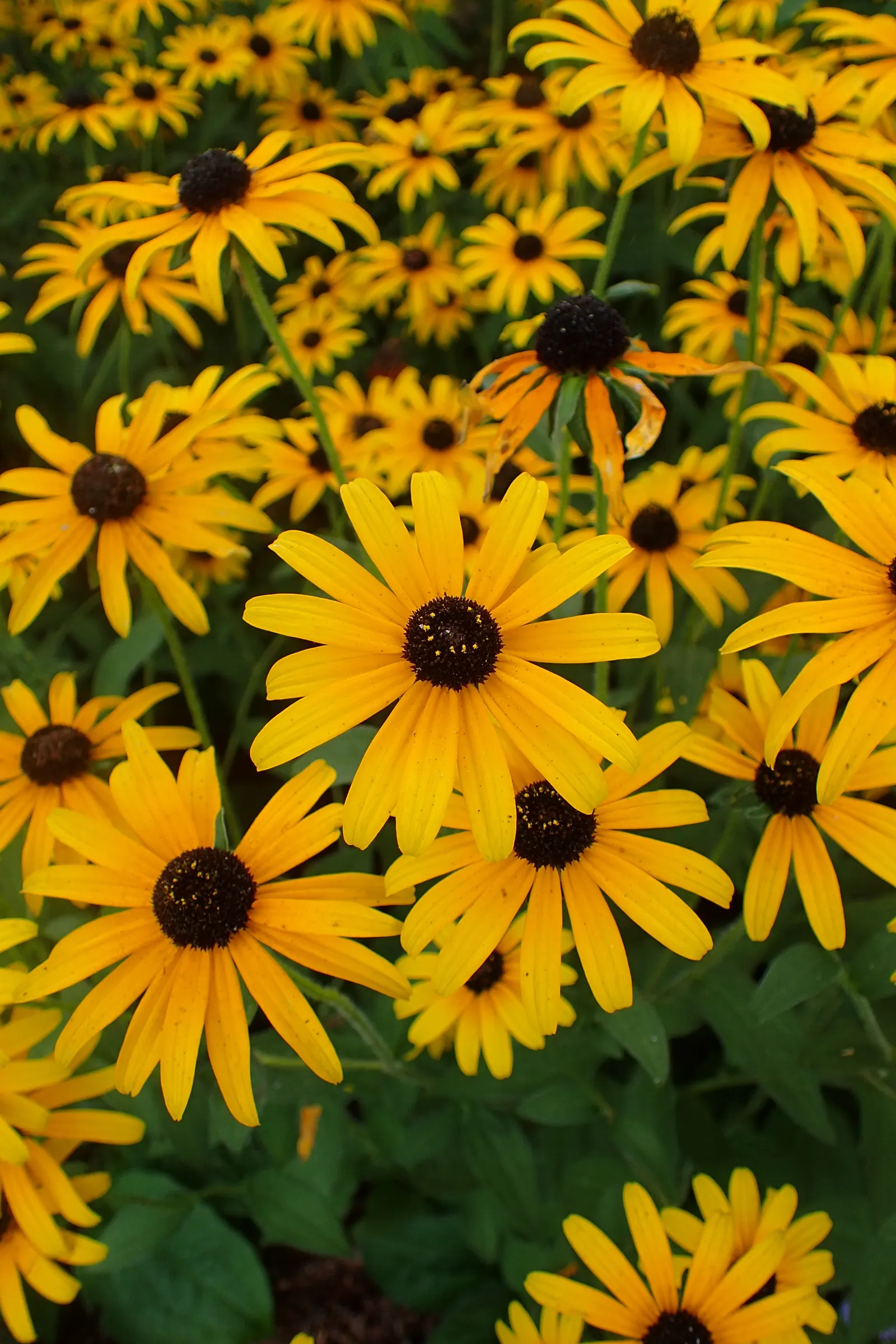 Gloriosa Daisy (Rudbeckia Fulgida) — The plant reaches a mature height of about 18 to 30 inches with a spread of 12 to 24 inches; providing not just aesthetic
