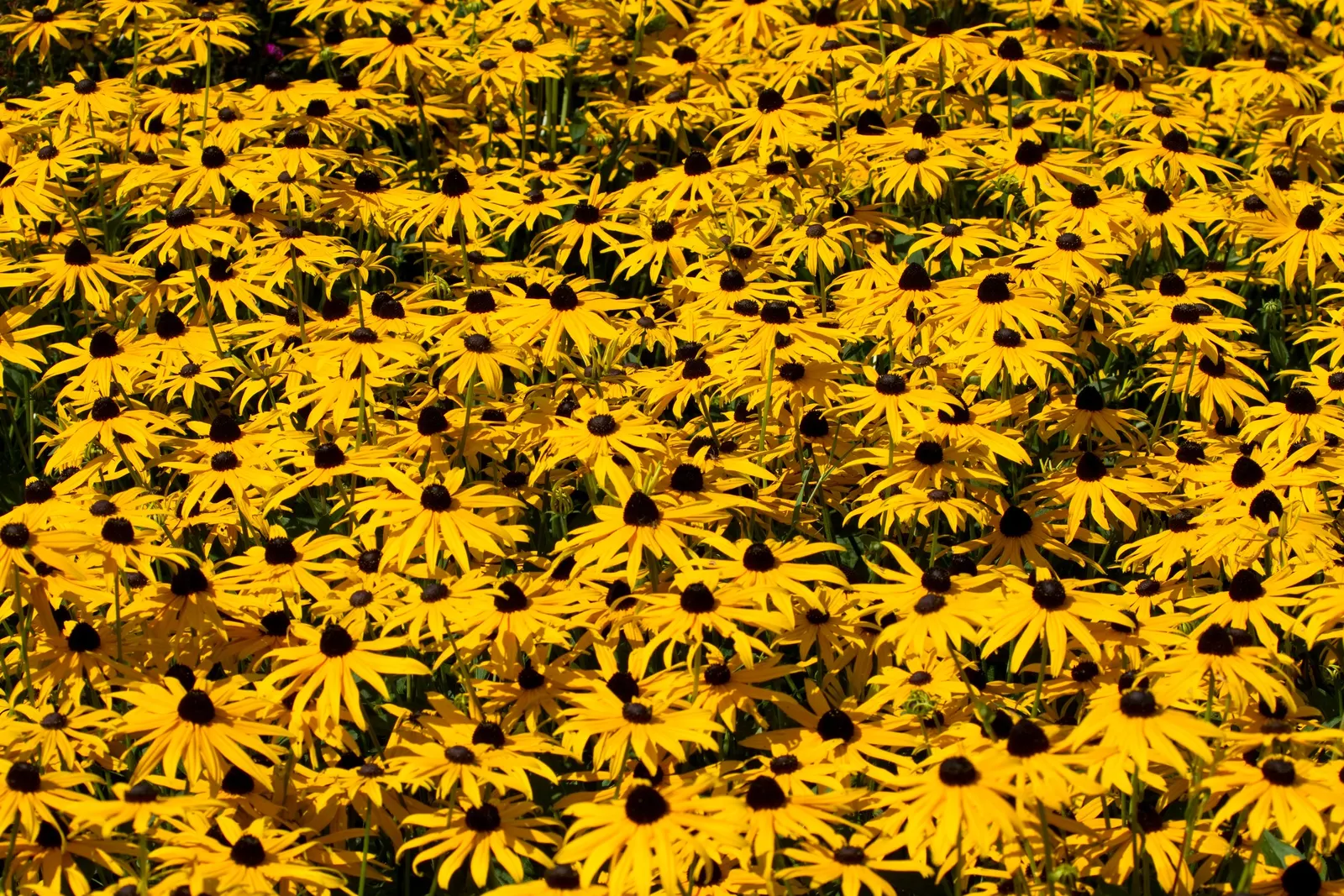 Gloriosa Daisy (Rudbeckia Fulgida) — providing not just aesthetic pleasure but also supporting local biodiversity, image 144