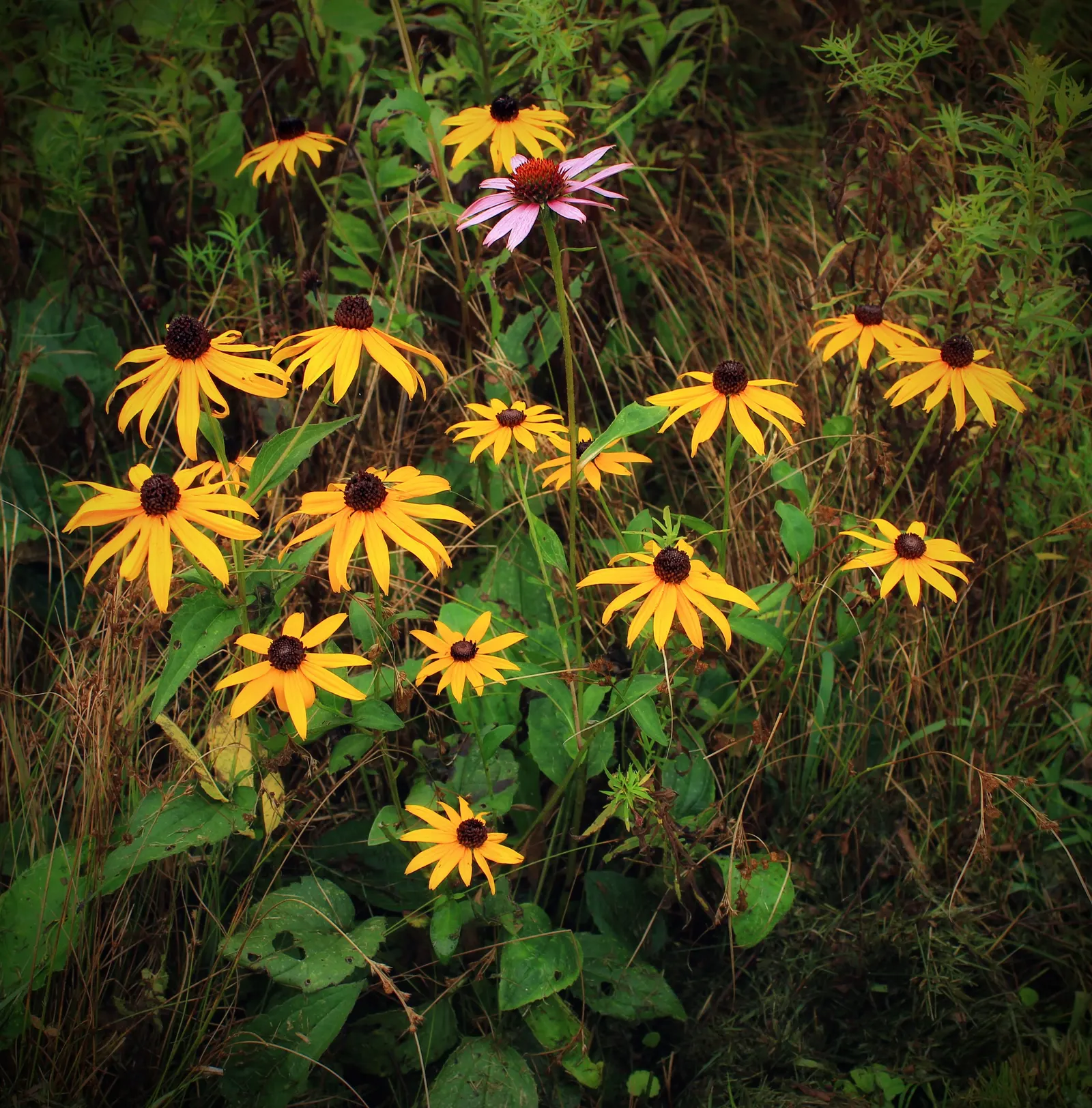 Gloriosa Daisy (Rudbeckia Fulgida) — Hardy in USDA zones 3-9, it blooms from late summer to fall, attracting pollinators; providing not just, image 87