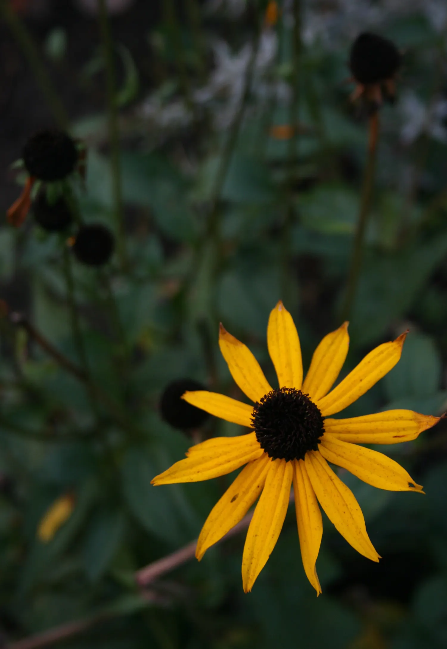 Gloriosa Daisy (Rudbeckia Fulgida) — perennial with yellow blooms; the Gloriosa Daisy thrives in full sunlight but can tolerate partial shade, image 146