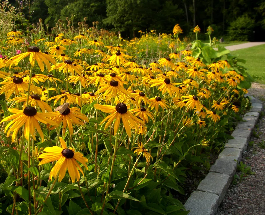 Gloriosa Daisy (Rudbeckia Fulgida) — Regular deadheading of spent flowers can encourage additional blooming and extend the flowering season; prefers, image 142