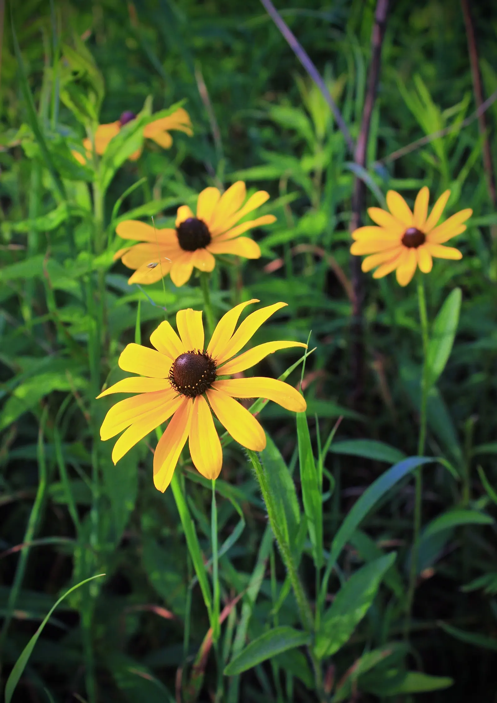 Gloriosa Daisy (Rudbeckia Fulgida) — the Gloriosa Daisy thrives in full sunlight but can tolerate partial shade, image 53