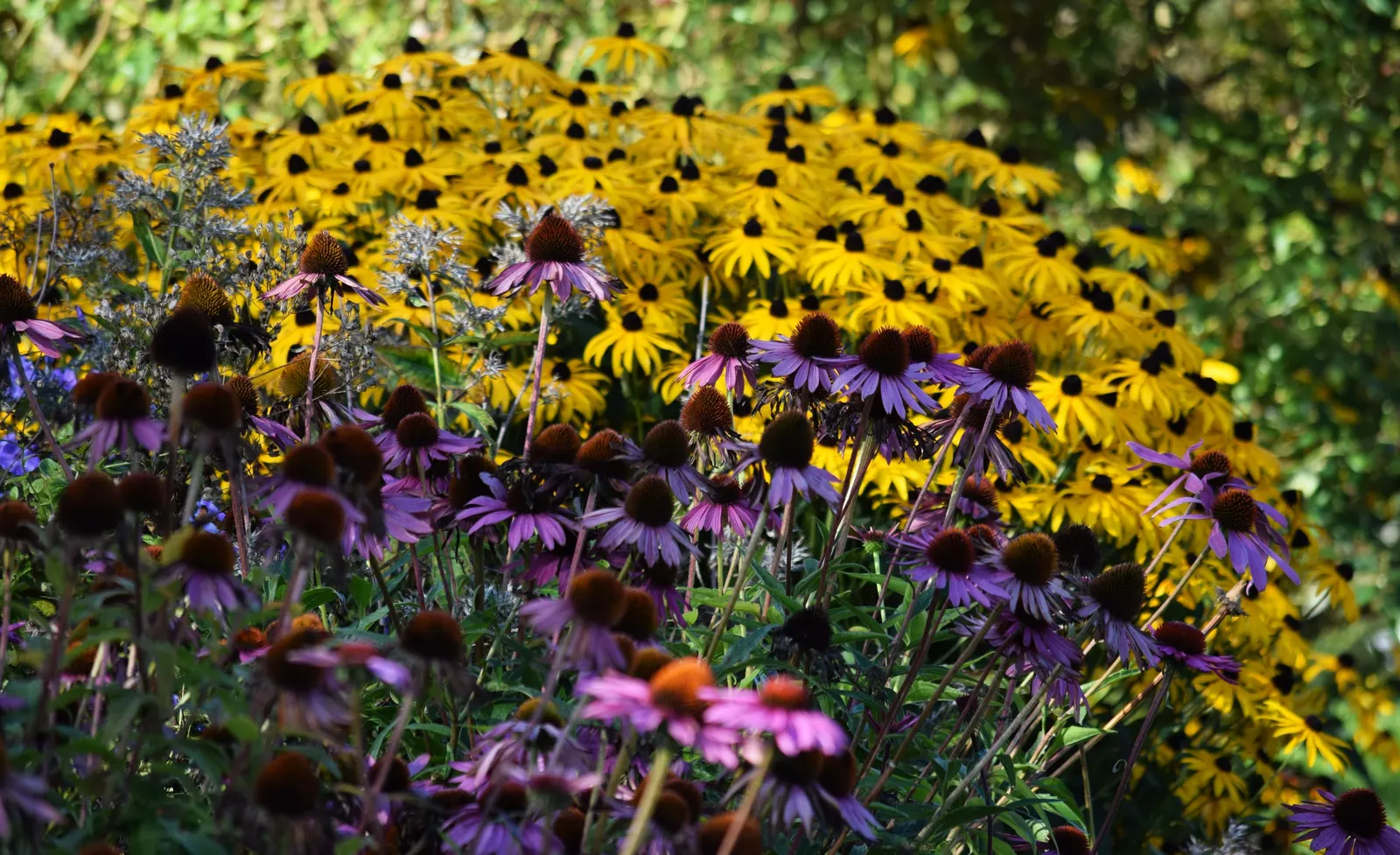 Gloriosa Daisy (Rudbeckia Fulgida) — scientifically known as Rudbeckia fulgida; providing not just aesthetic pleasure but also supporting local, image 90