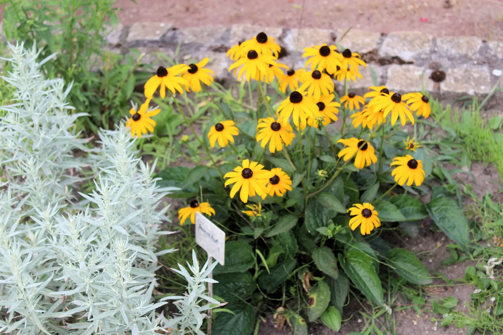 Gloriosa Daisy (Rudbeckia Fulgida) — Prefers well-drained soils with regular moisture, image 151