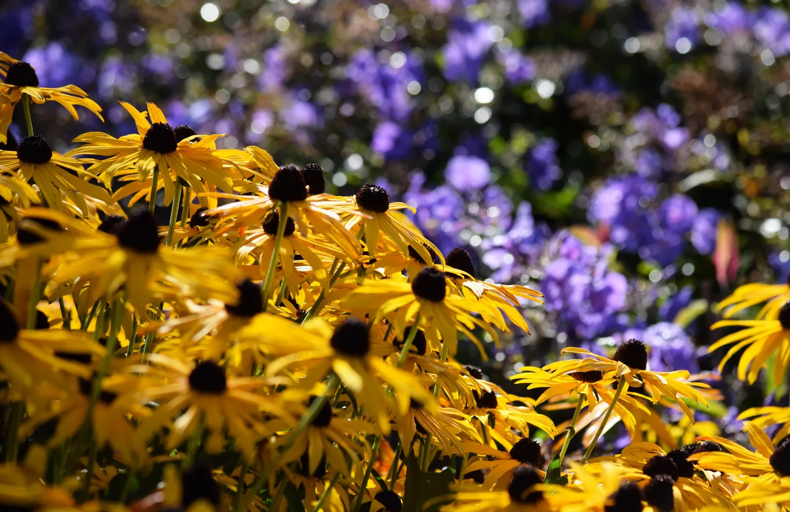 Gloriosa Daisy (Rudbeckia Fulgida) — Prefers well-drained soils with regular moisture, image 67