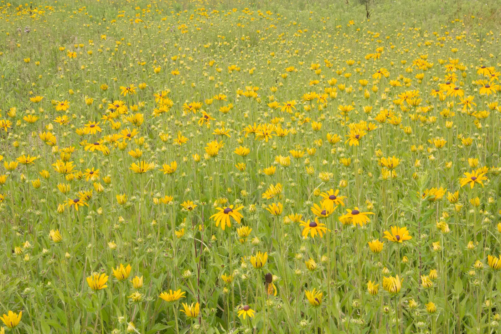 Gloriosa Daisy (Rudbeckia Fulgida) — or as a backdrop in cottage gardens.<br><br>Drought-resistant once established; the Gloriosa Daisy thrives in, image 56