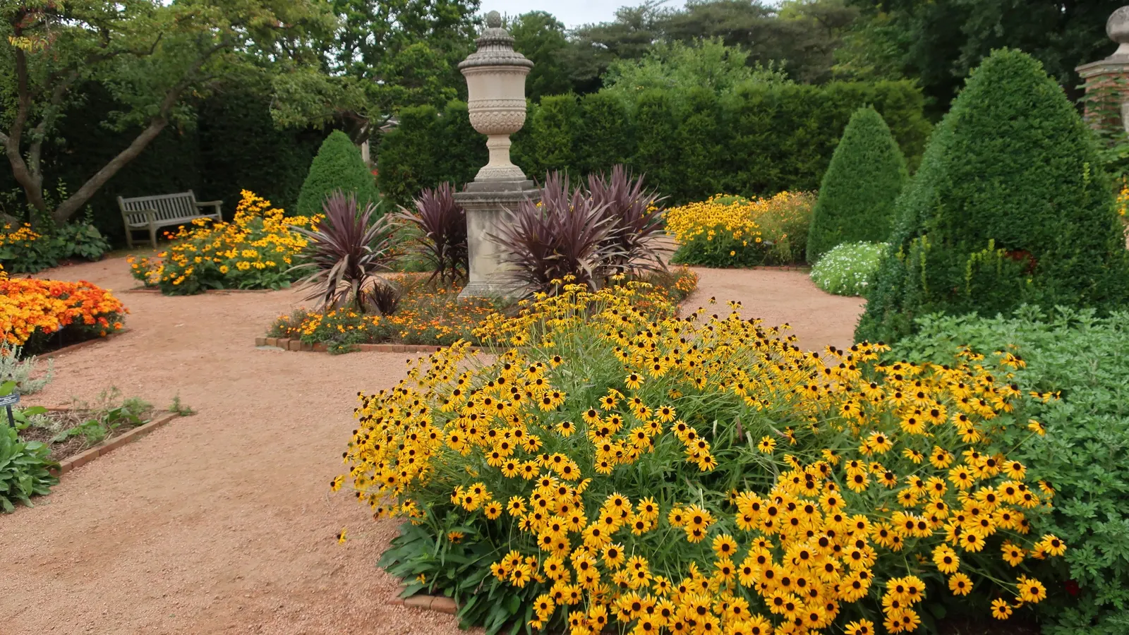 Gloriosa Daisy (Rudbeckia Fulgida) — scientifically known as Rudbeckia fulgida; providing not just aesthetic pleasure but also supporting local, image 153