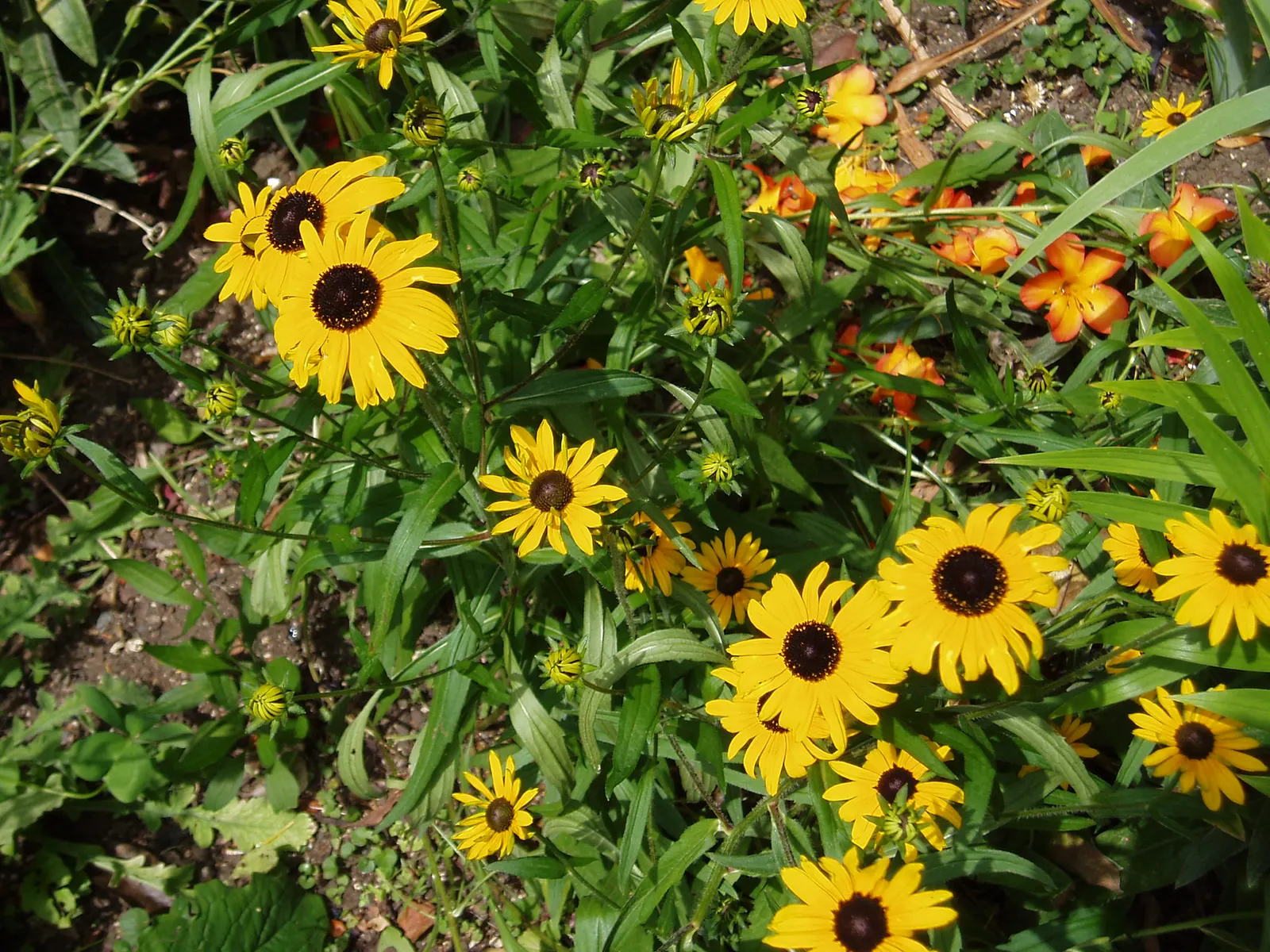 Gloriosa Daisy (Rudbeckia Fulgida) — the Gloriosa Daisy is also a favored choice for its low maintenance requirements; providing not just aesthetic, image 141