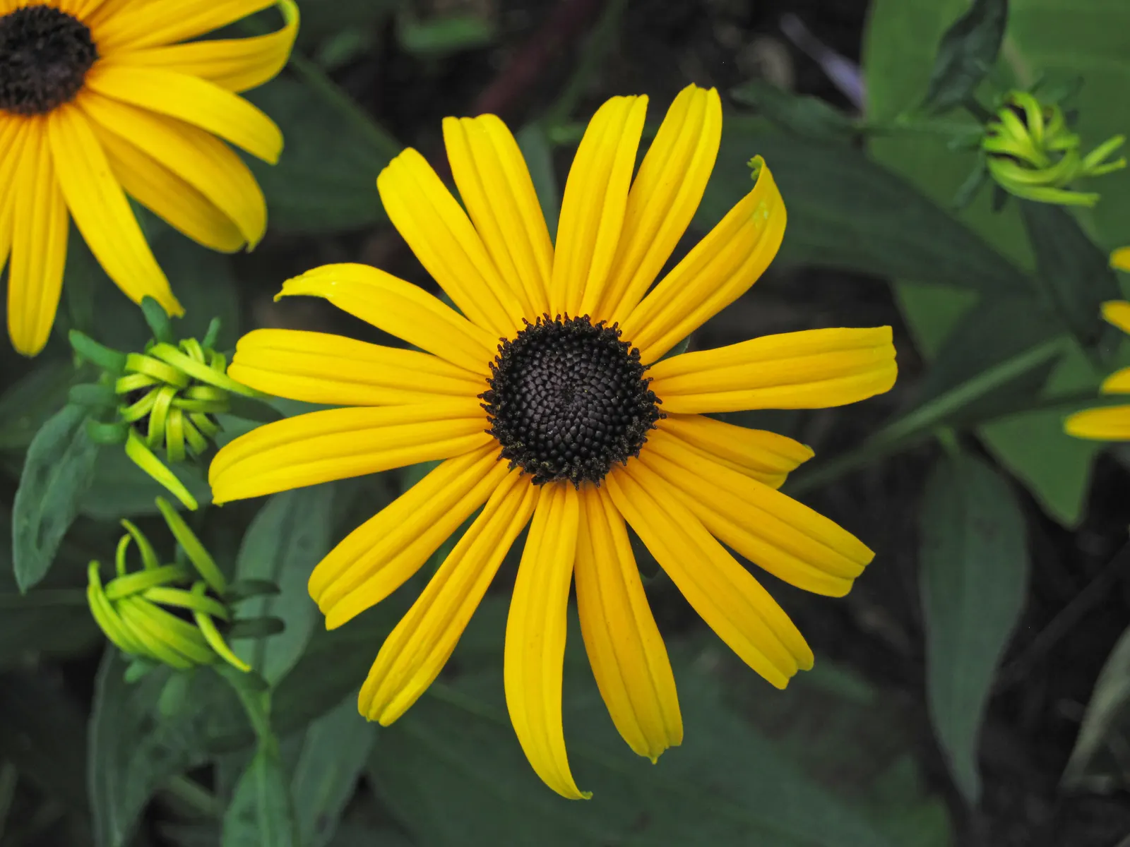 Gloriosa Daisy (Rudbeckia Fulgida) — perennial with yellow blooms